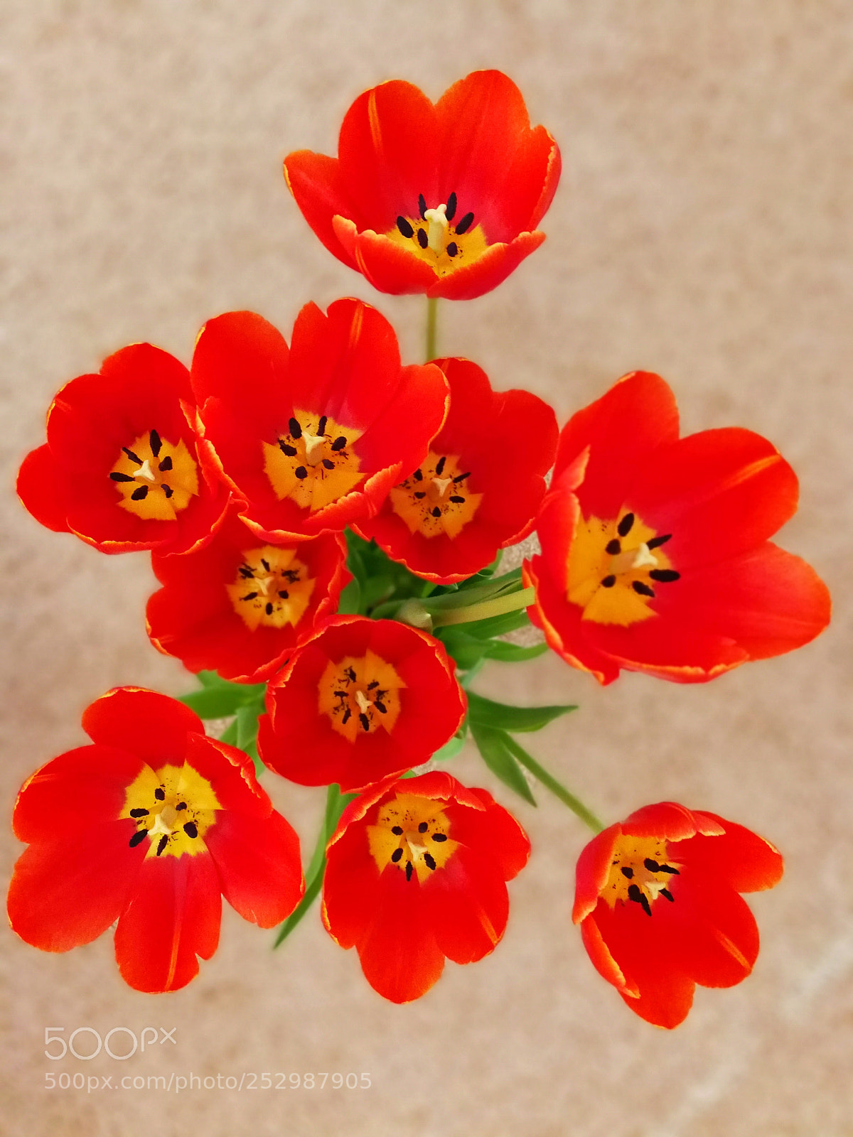 HUAWEI Mate 9 sample photo. Tulips photography