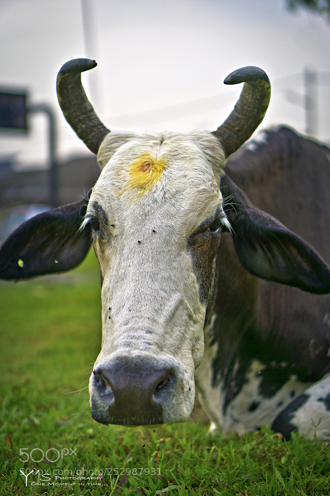 Sony a6000 sample photo. Moo... 吽。。。 photography