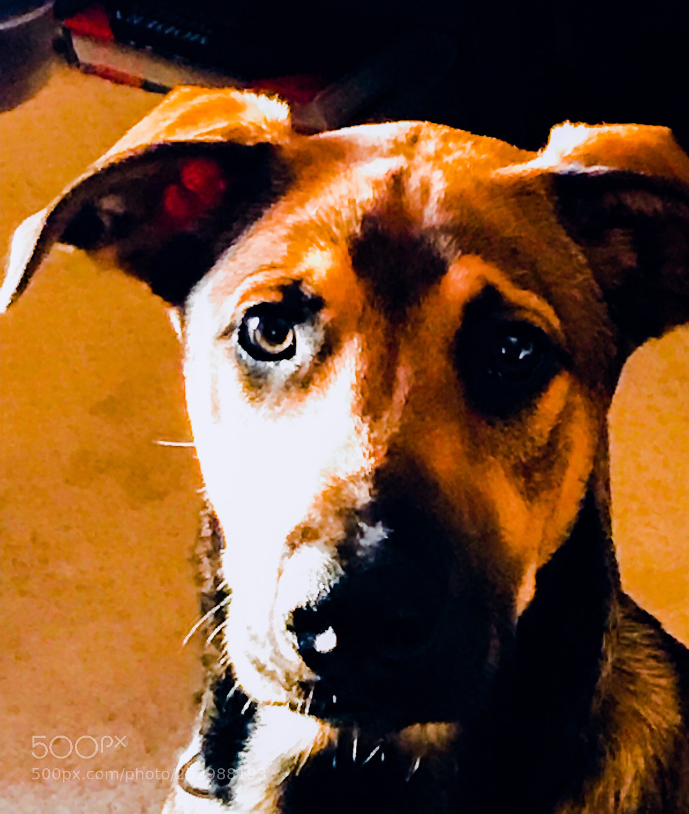Apple iPhone 7 sample photo. Untitled photography