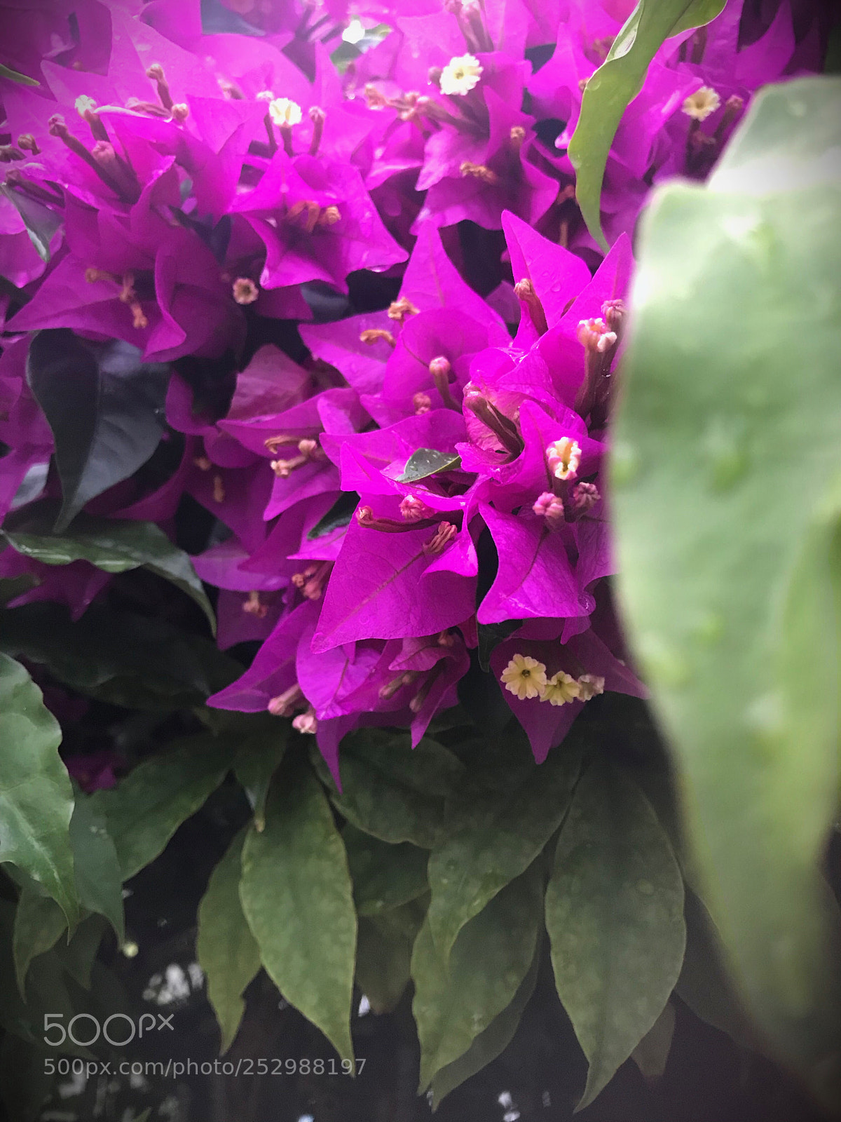 Apple iPhone 7 sample photo. Beautiful bougainvillea  photography