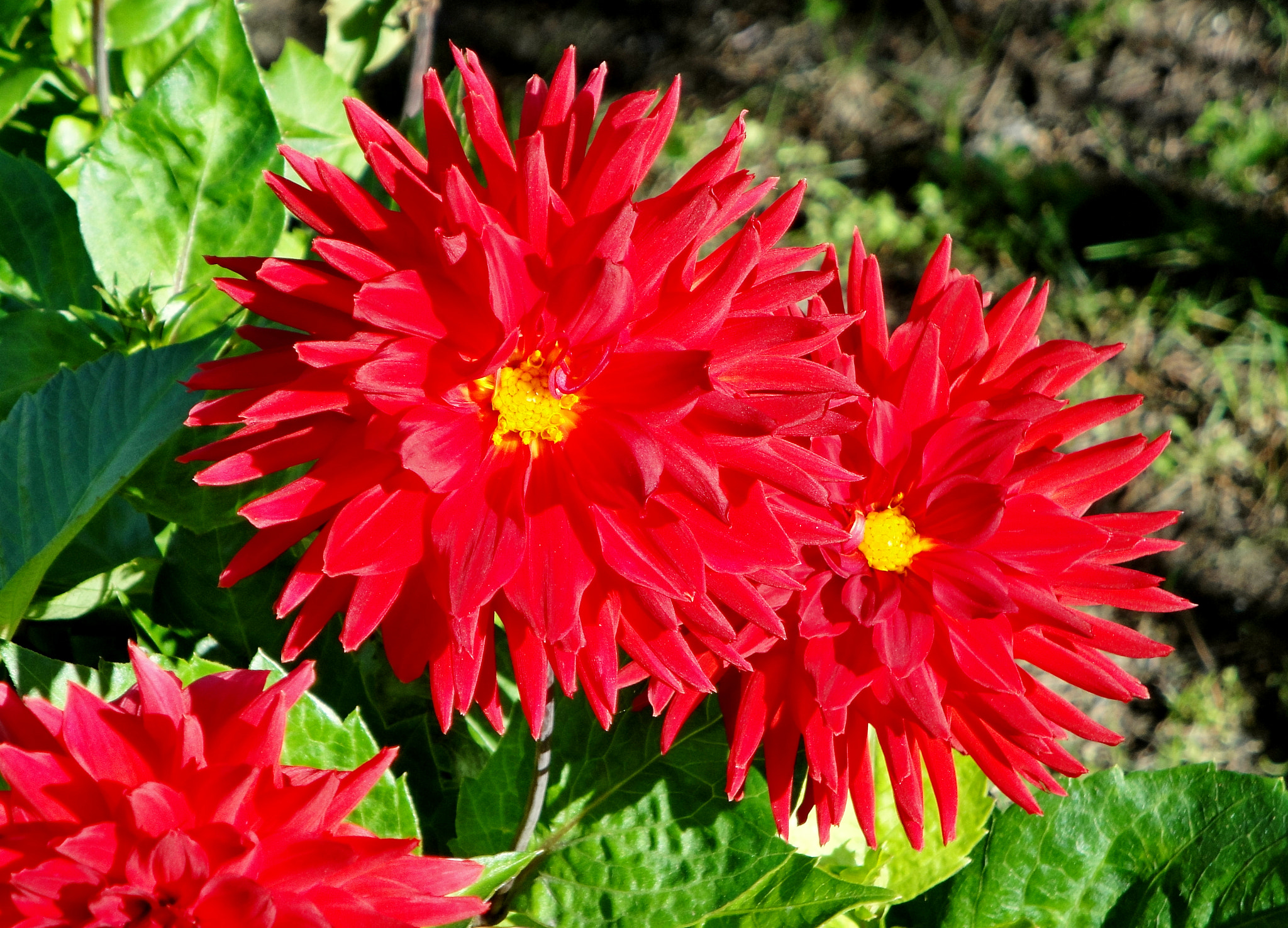 Sony Cyber-shot DSC-W290 sample photo. Anchorage garden study 2 photography