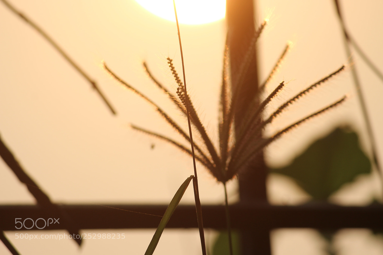 Canon EF-S 55-250mm F4-5.6 IS II sample photo. Untitled photography