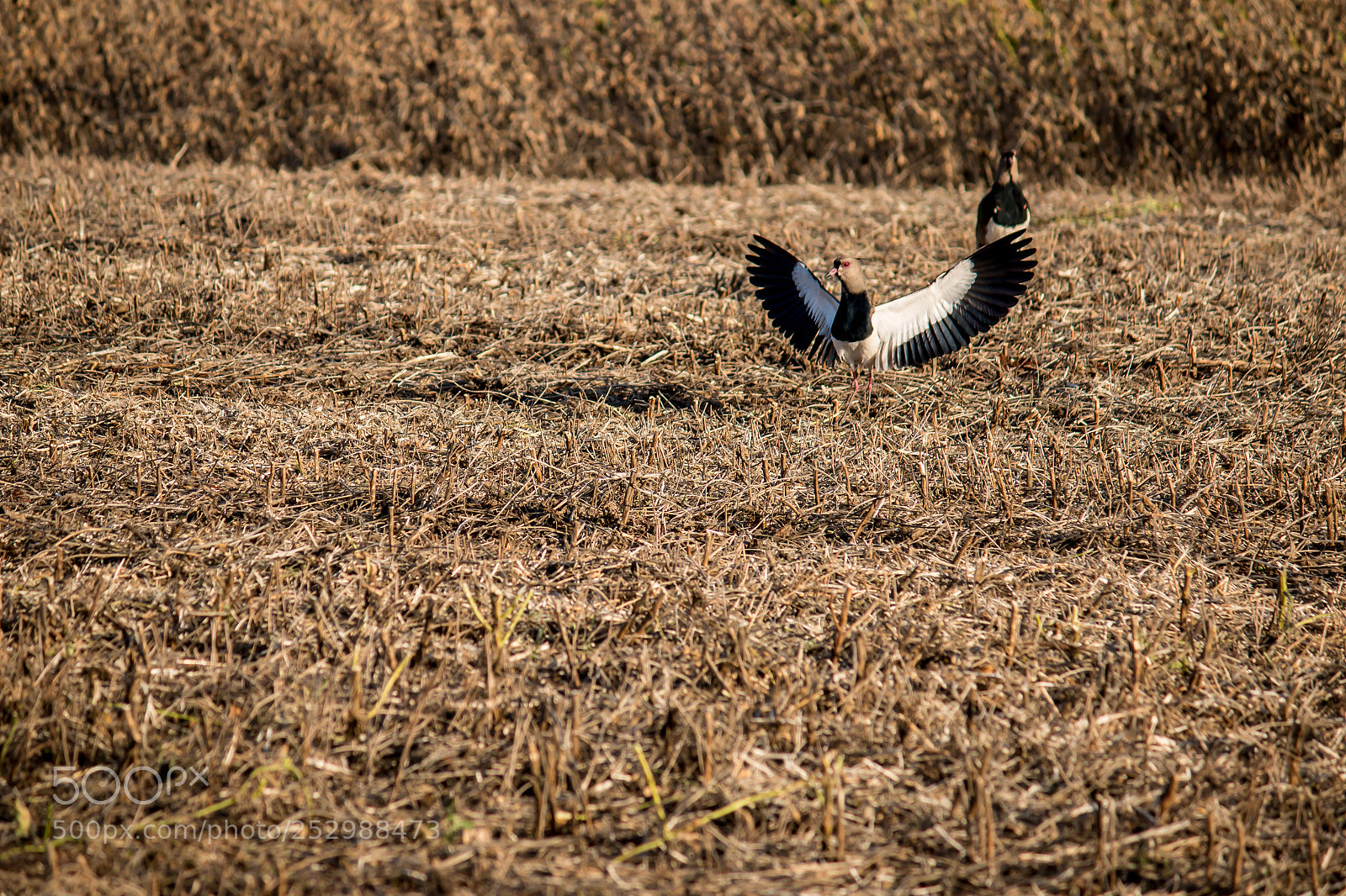 Canon EOS 70D sample photo. Soybean harvest photography