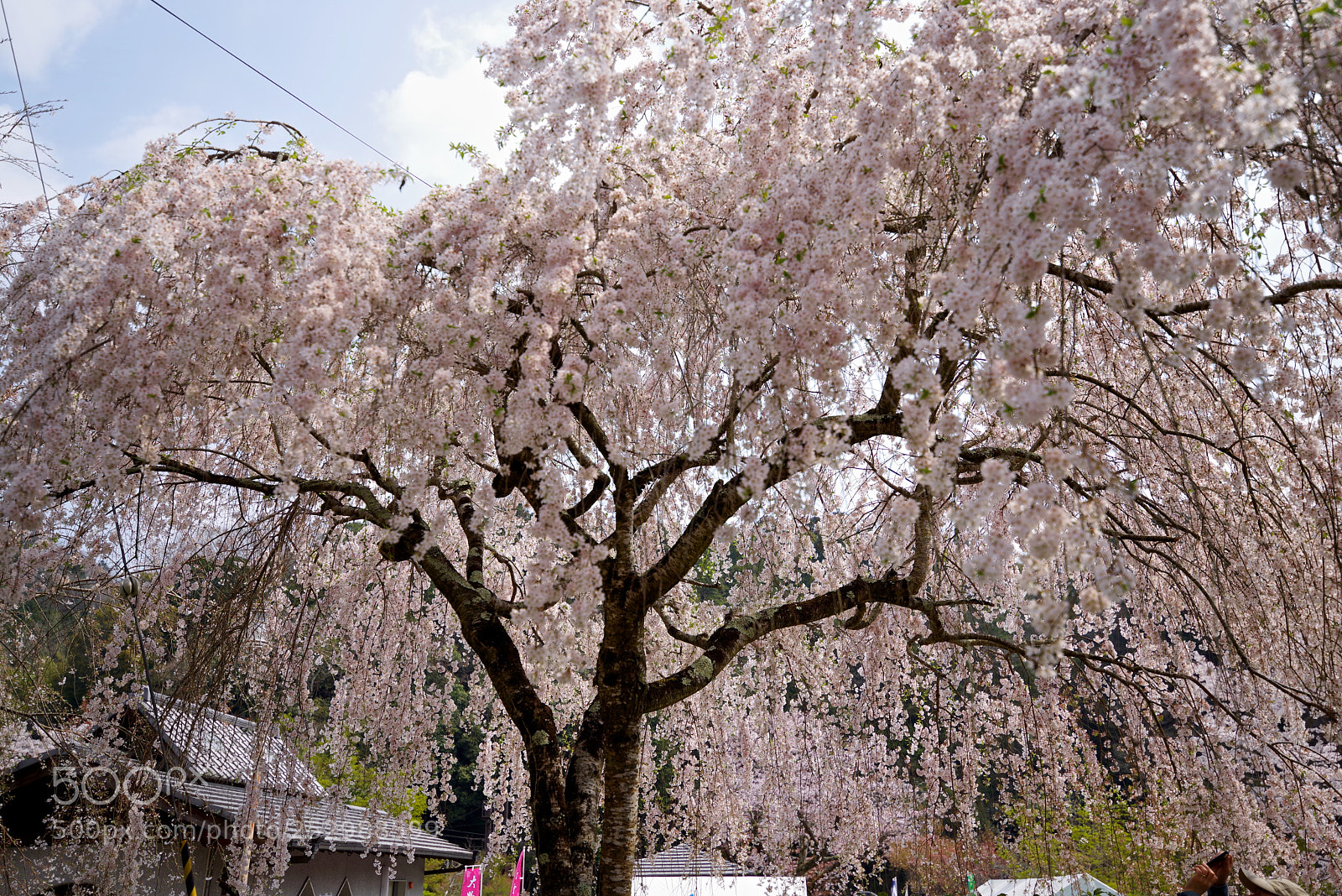 Pentax K-1 sample photo. Weeping cherry photography