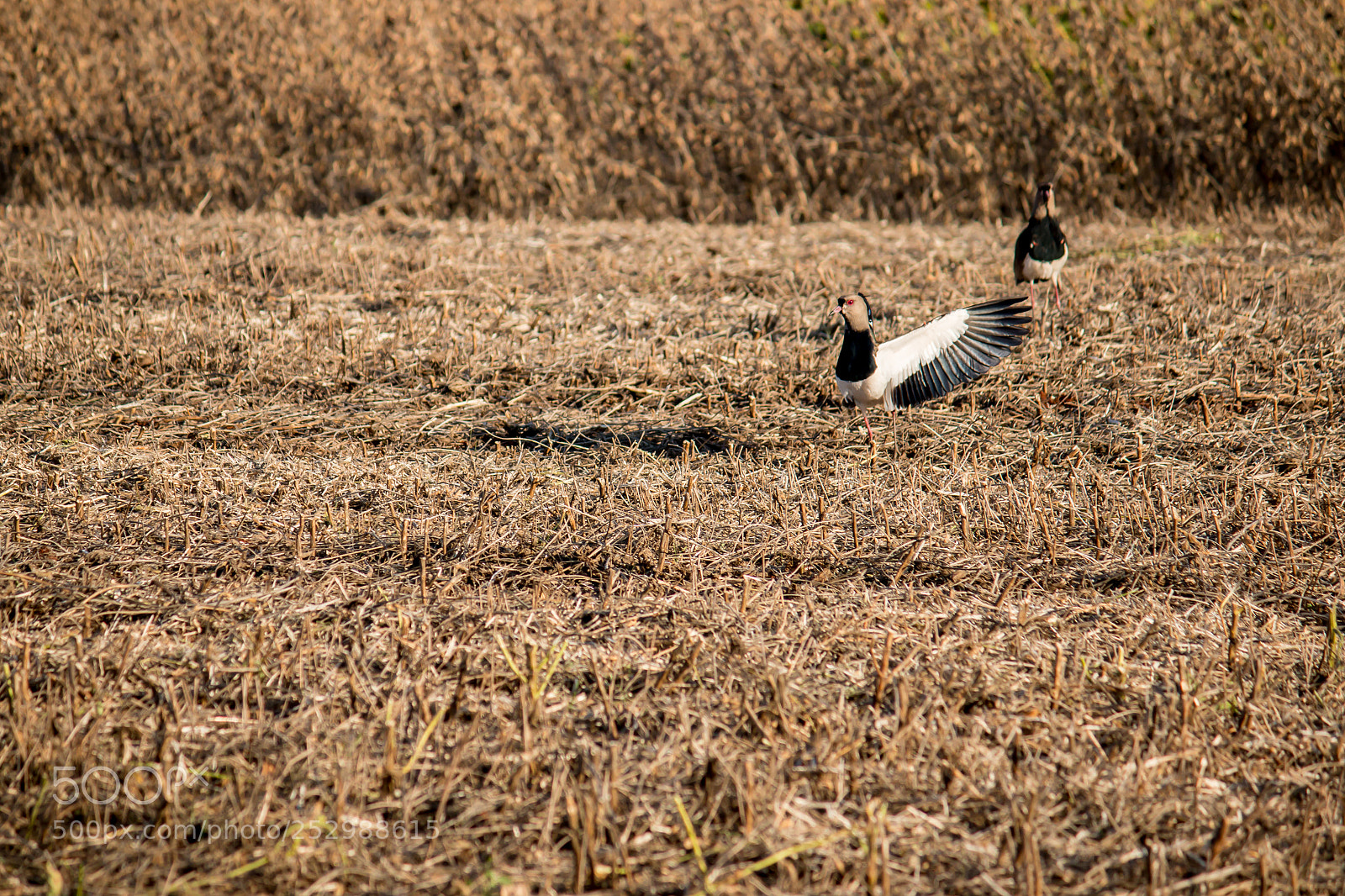 Canon EOS 70D sample photo. Soybean harvest photography
