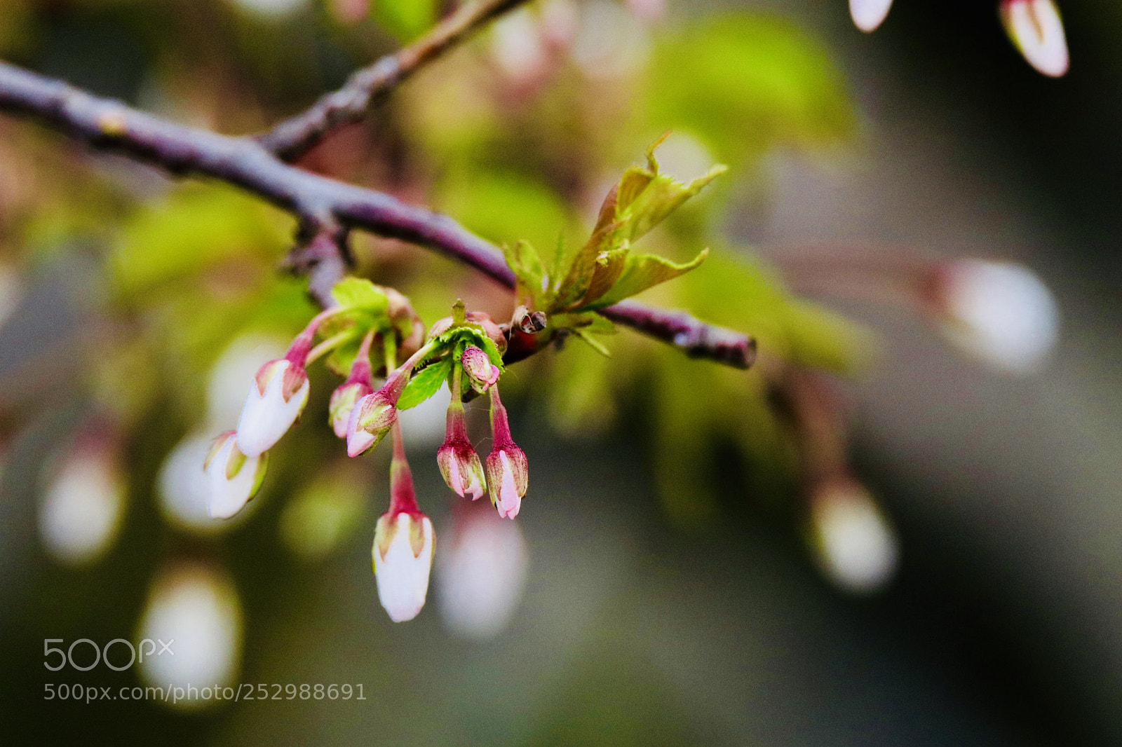 Canon EOS 80D sample photo. 含苞待放i want to bloom photography