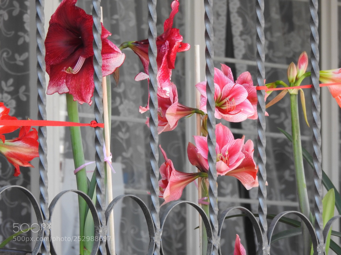 Nikon Coolpix P900 sample photo. Home photography