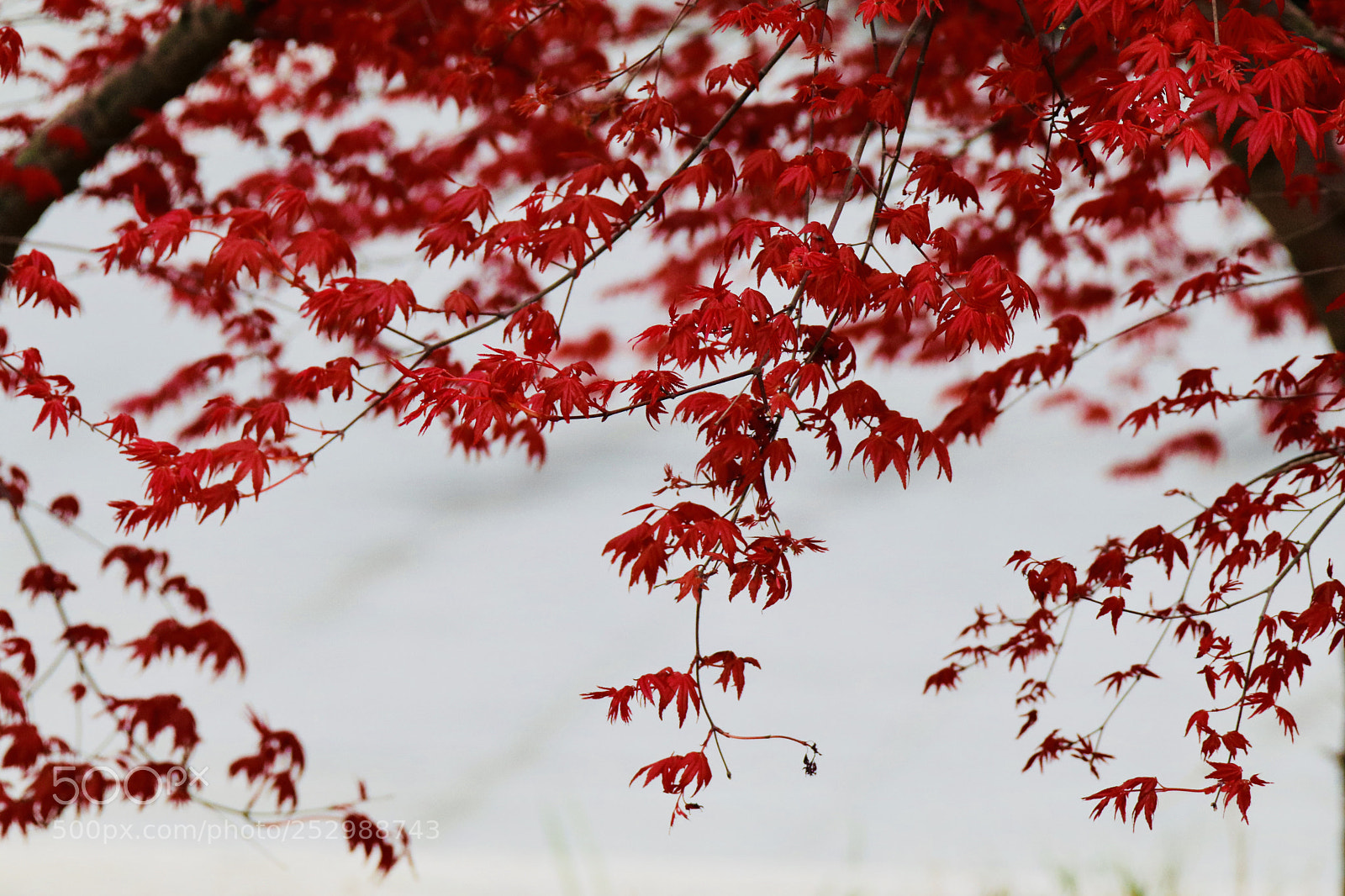 Canon EOS 80D sample photo. 春虹the flowers of spring photography