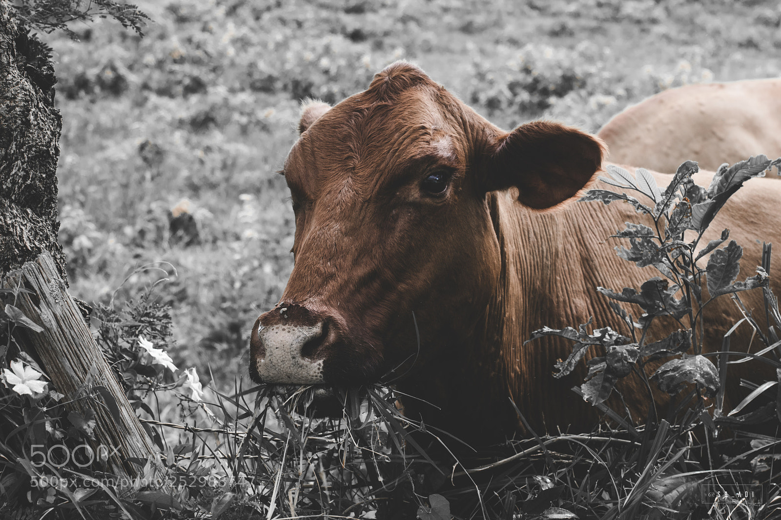 Nikon D5300 sample photo. Vaca menorquina photography