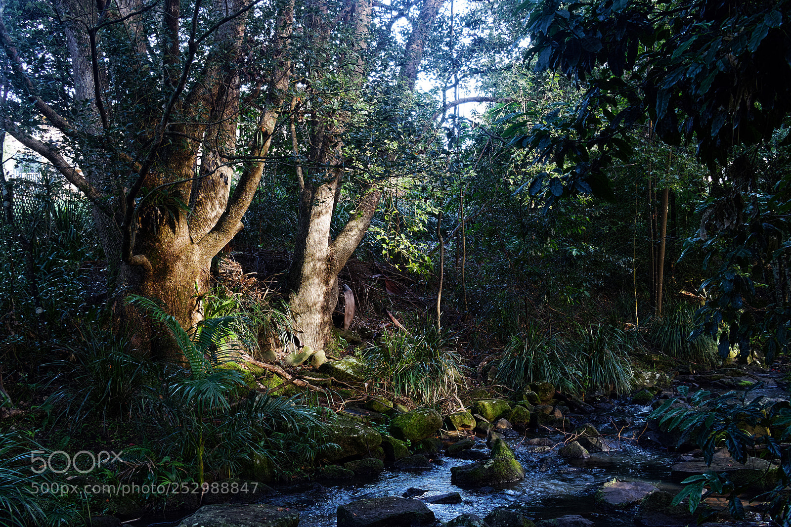 Canon EOS 80D sample photo. Tucki tucki creek goonelabah photography