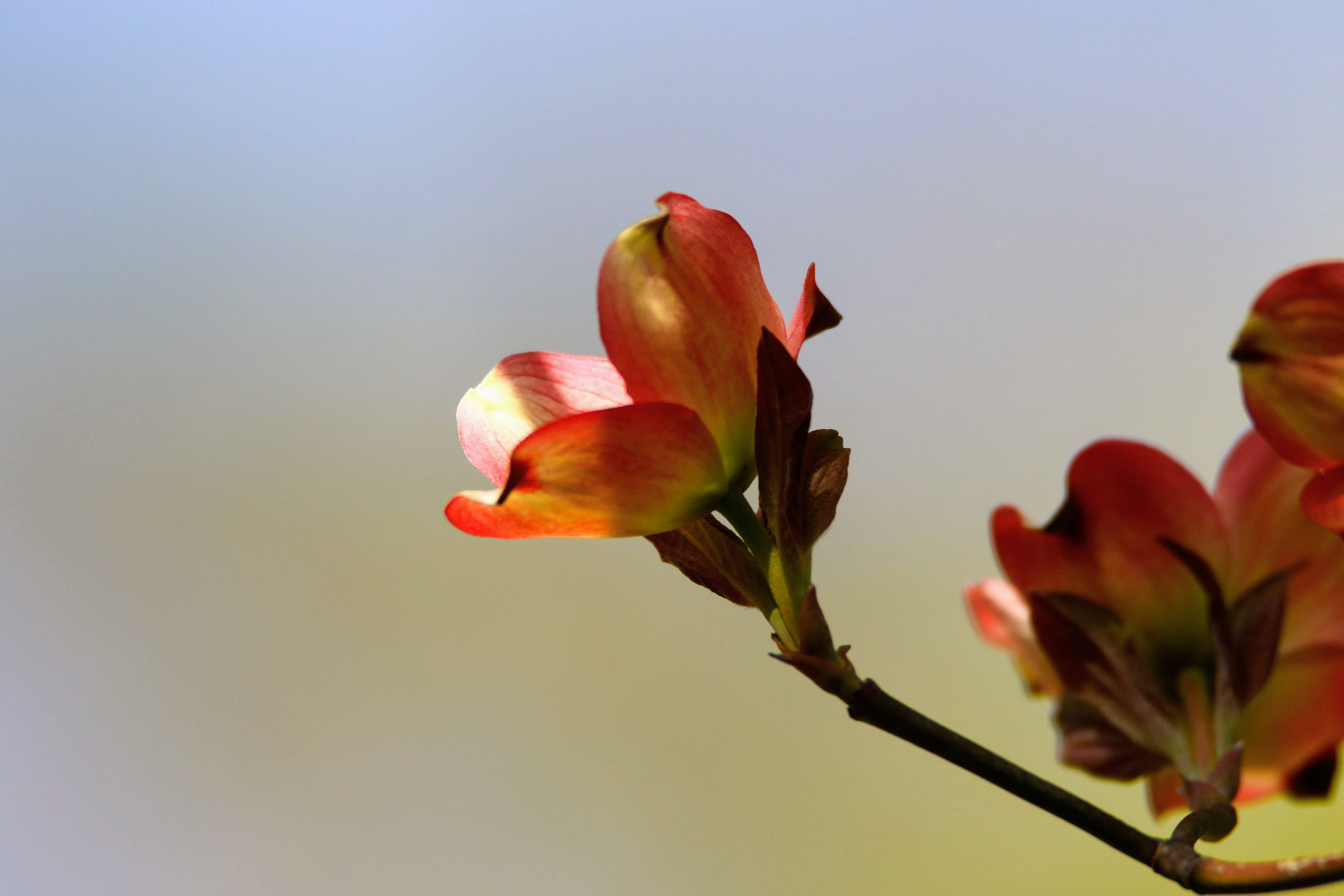 Tamron SP 150-600mm F5-6.3 Di VC USD sample photo. はなみずき photography