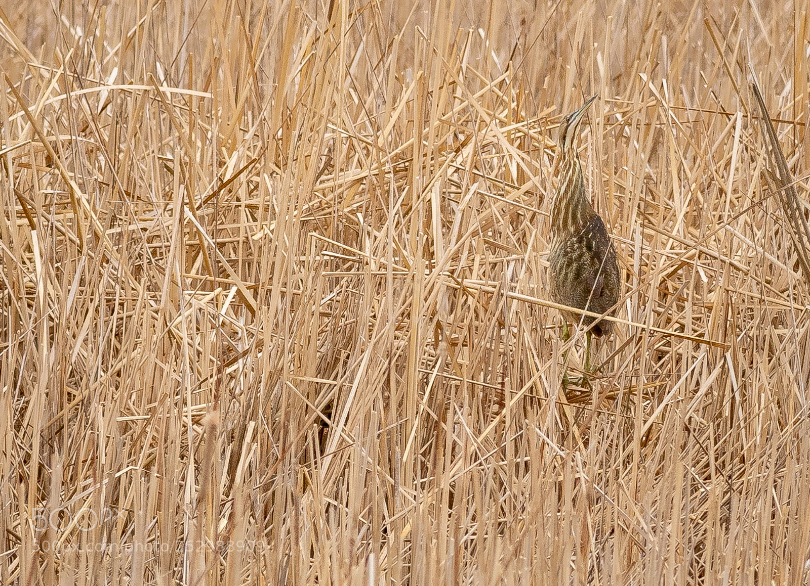 Canon EOS 7D Mark II sample photo. American bittern in ks photography