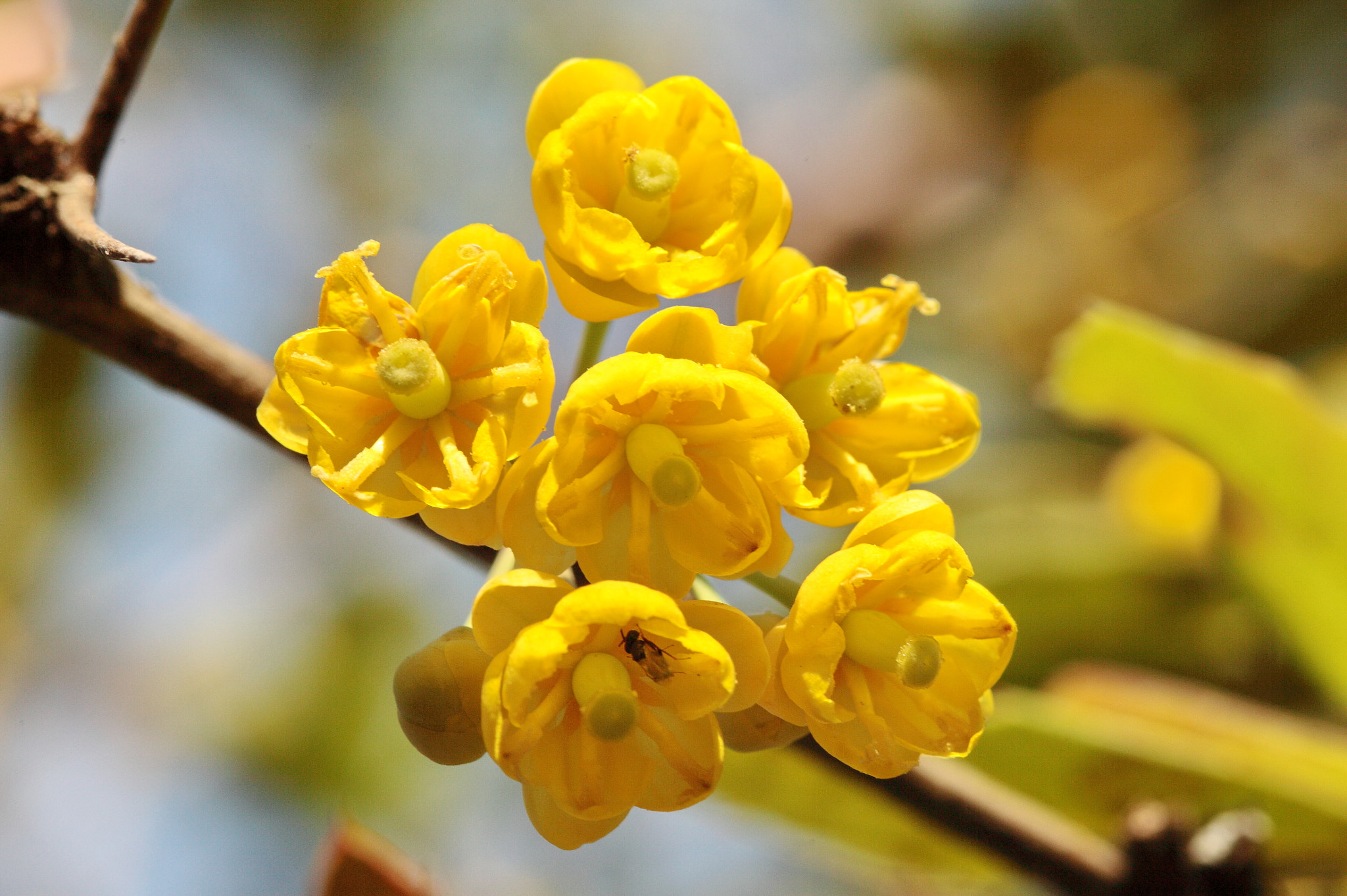 Canon 105mm sample photo