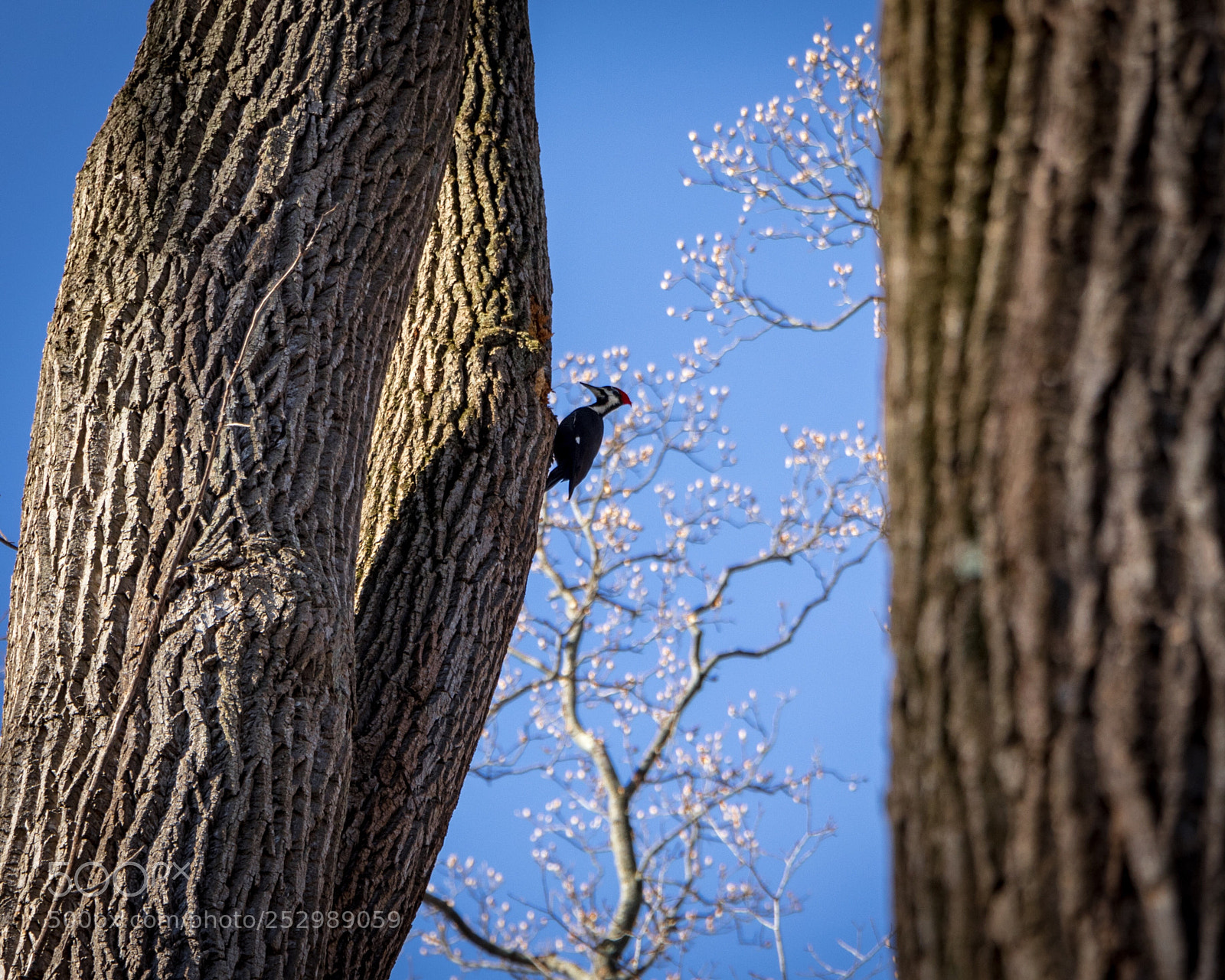 Canon EOS 80D sample photo. Woodpecker photography
