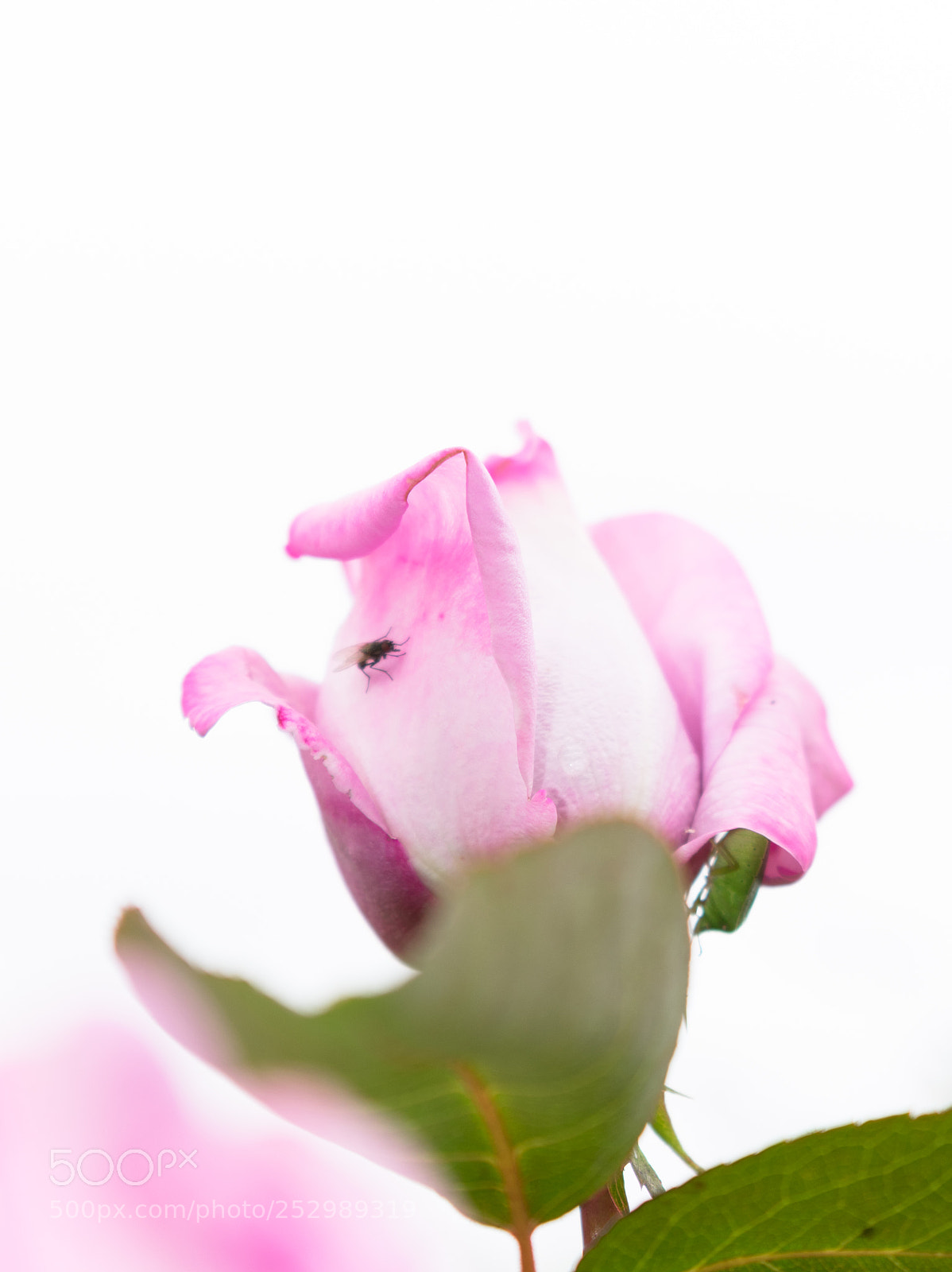 Nikon D3400 sample photo. Rose and fly photography