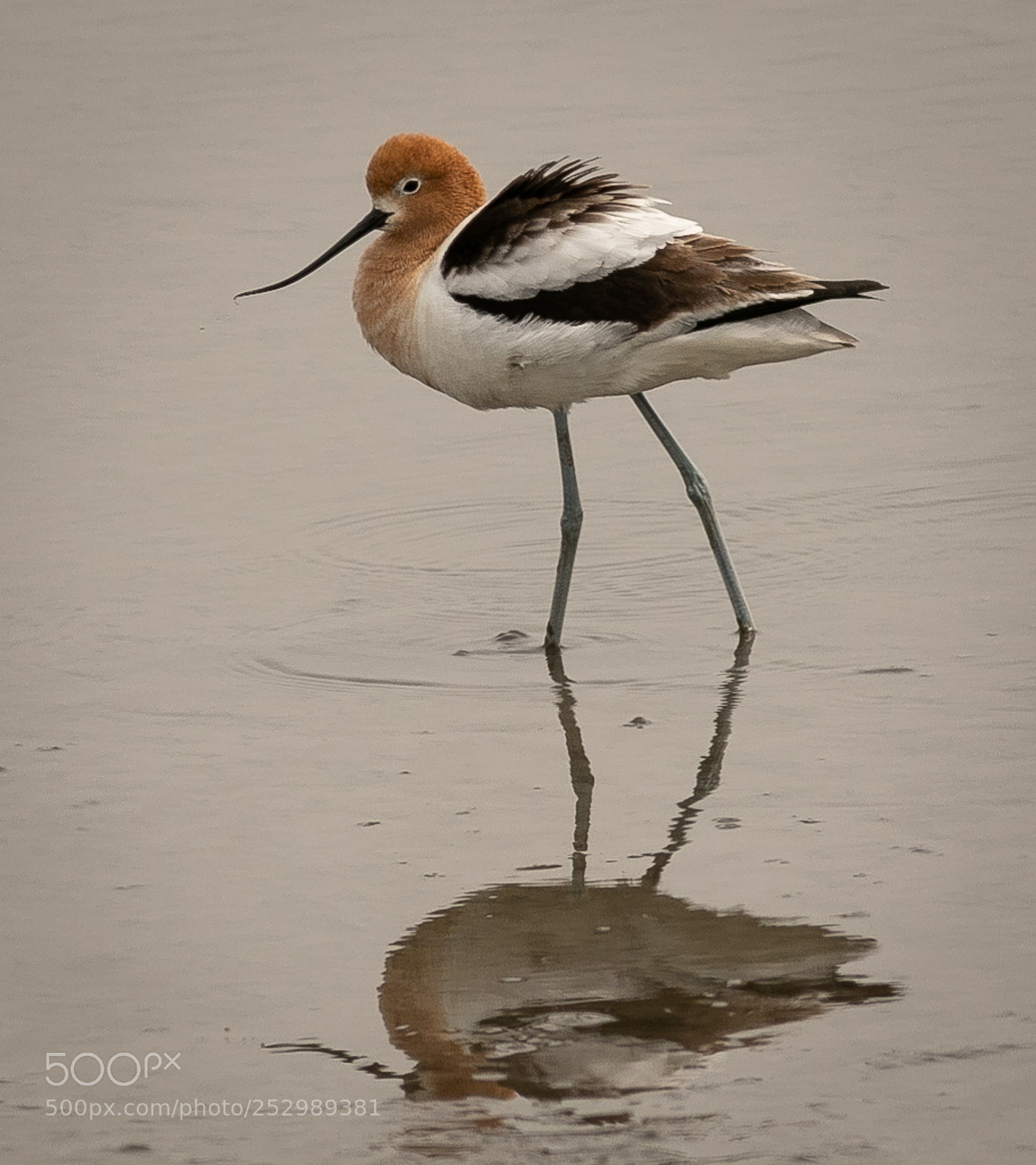 Canon EOS 7D Mark II sample photo. American avocet in ks photography