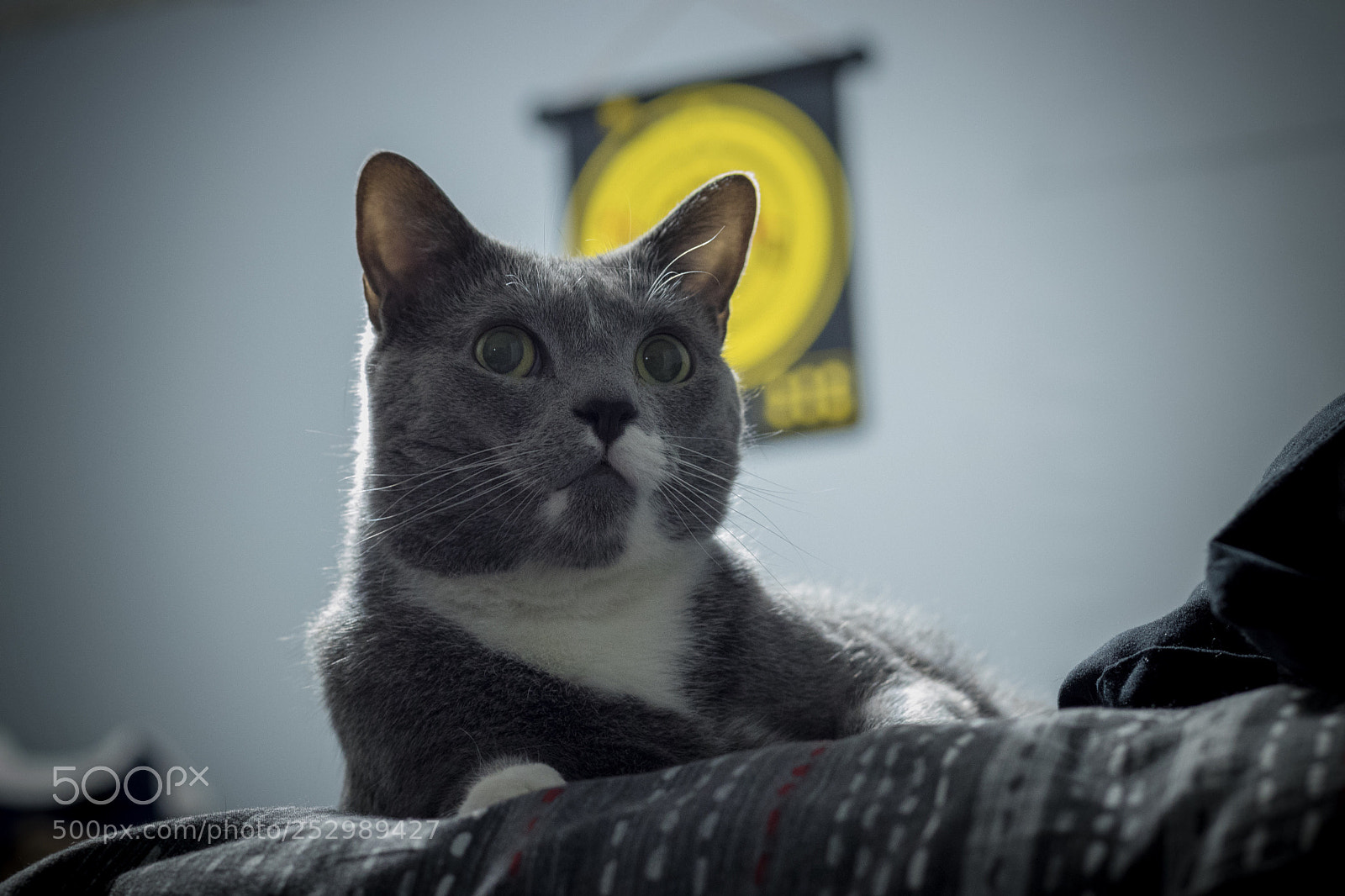Canon EOS 80D sample photo. Cat man photography