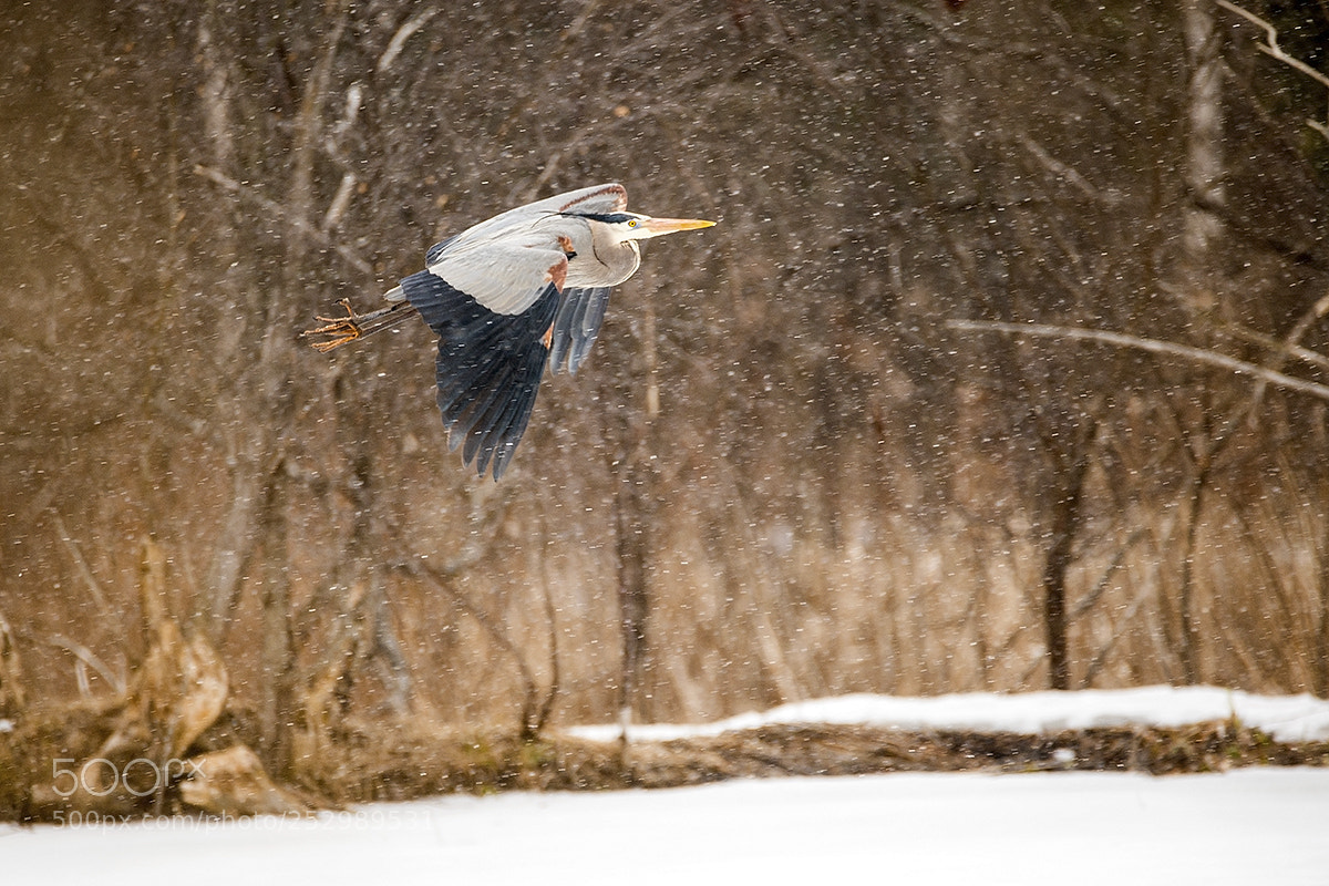 Nikon D800E sample photo. Heron in the snow photography