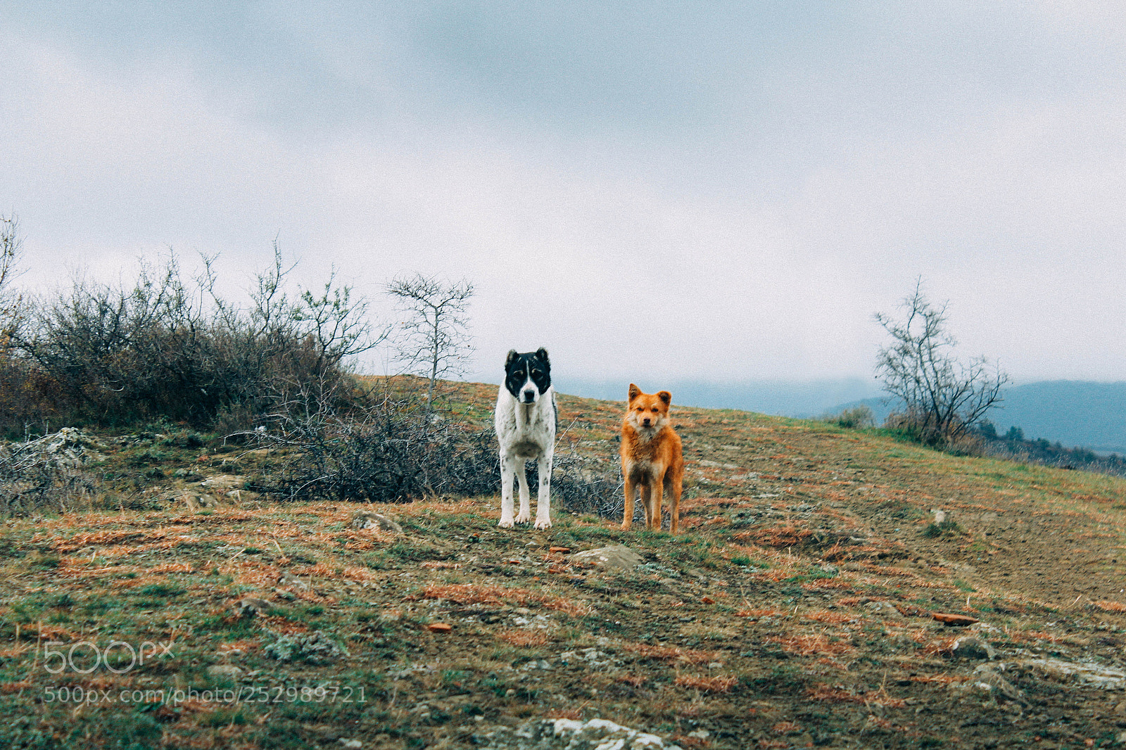 Canon EOS 600D (Rebel EOS T3i / EOS Kiss X5) sample photo. Dogs want to get photography