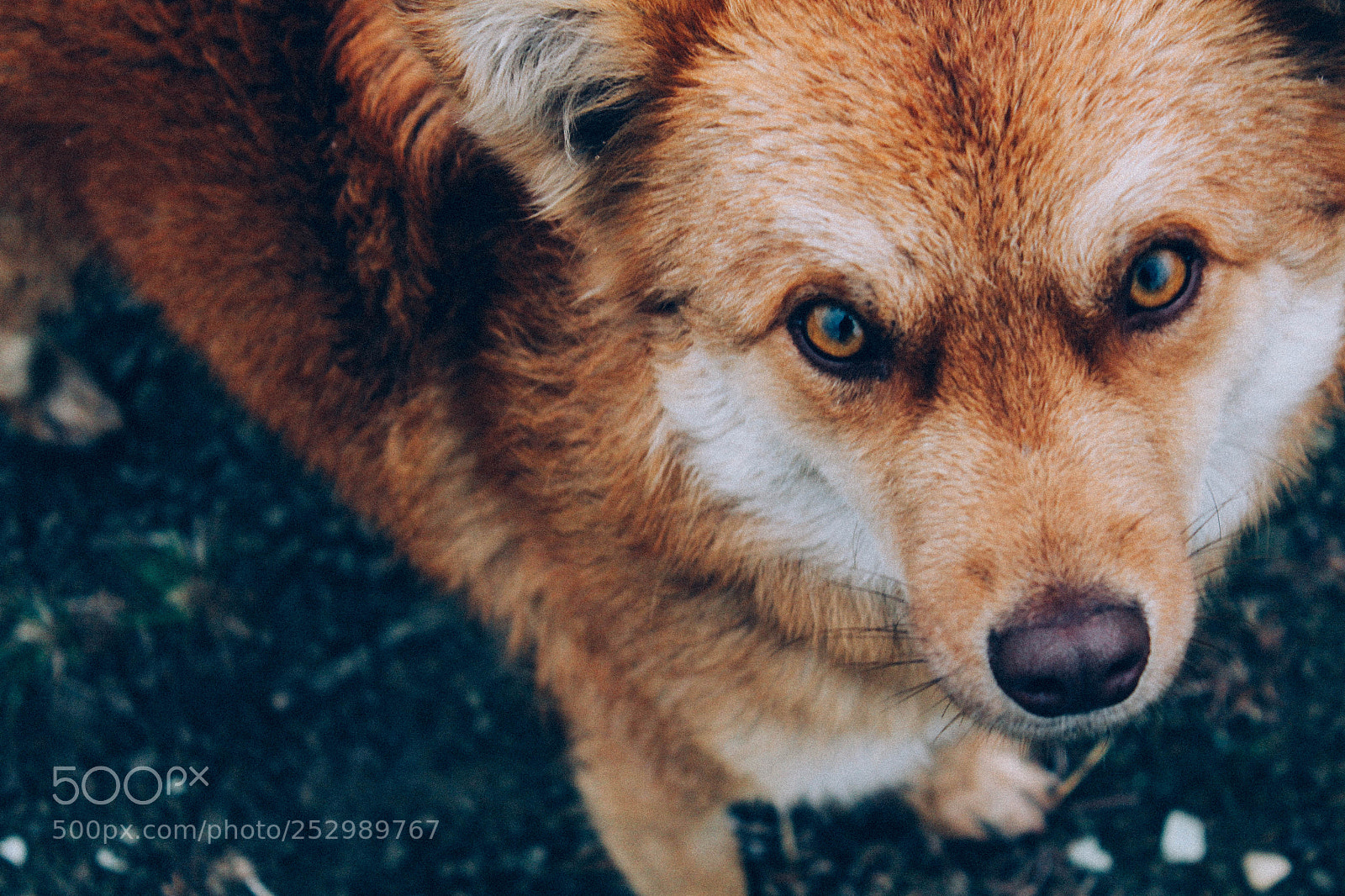 Canon EOS 600D (Rebel EOS T3i / EOS Kiss X5) sample photo. Dog in tbilisi photography