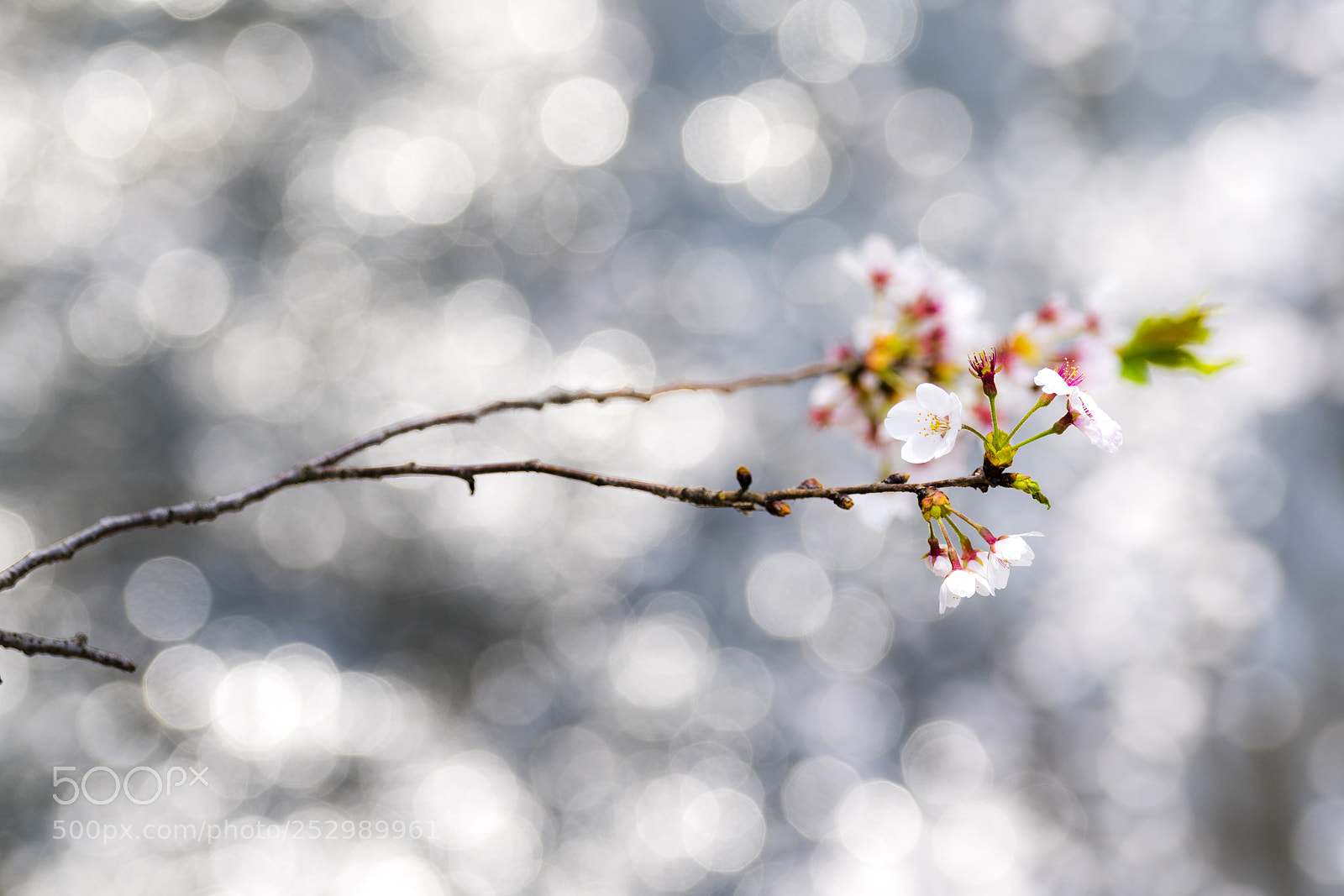 Sony a7R II sample photo. Spring photography