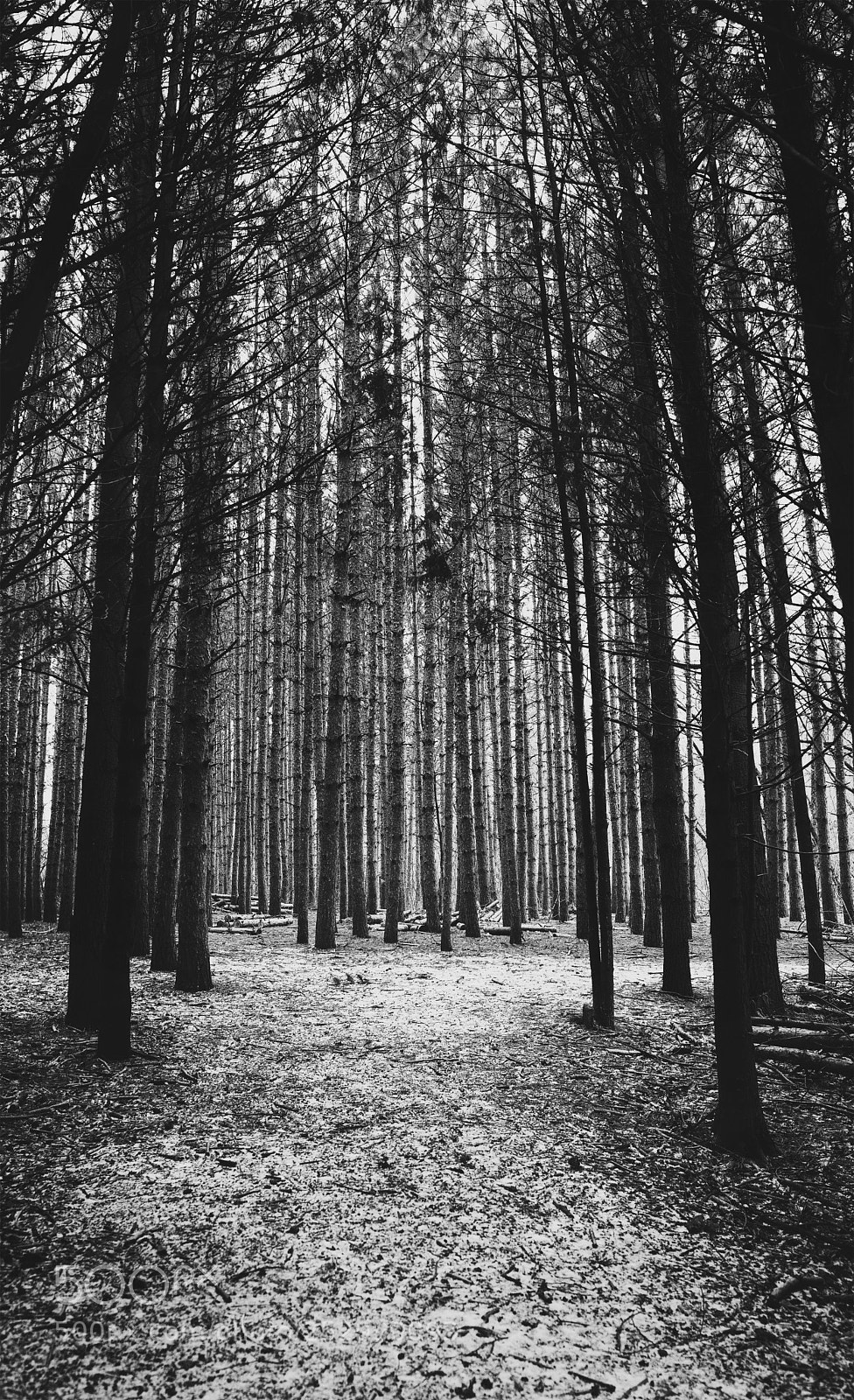 Nikon D810 sample photo. Enchanted woods photography