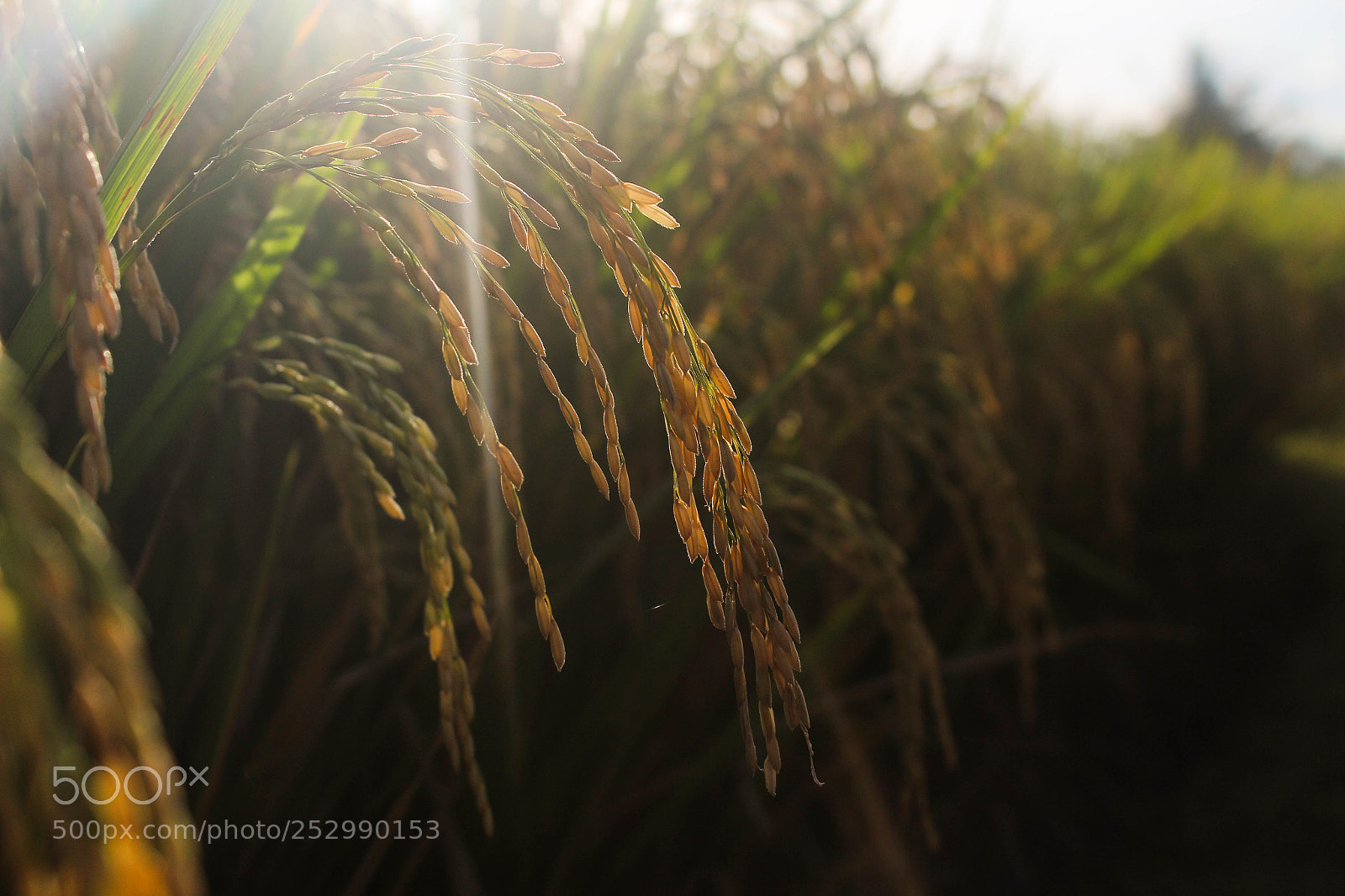 Canon EOS 600D (Rebel EOS T3i / EOS Kiss X5) sample photo. Bali. rice terrace photography