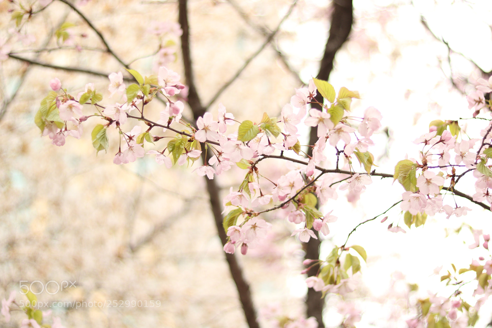 Canon EOS 750D (EOS Rebel T6i / EOS Kiss X8i) sample photo. Untitled photography