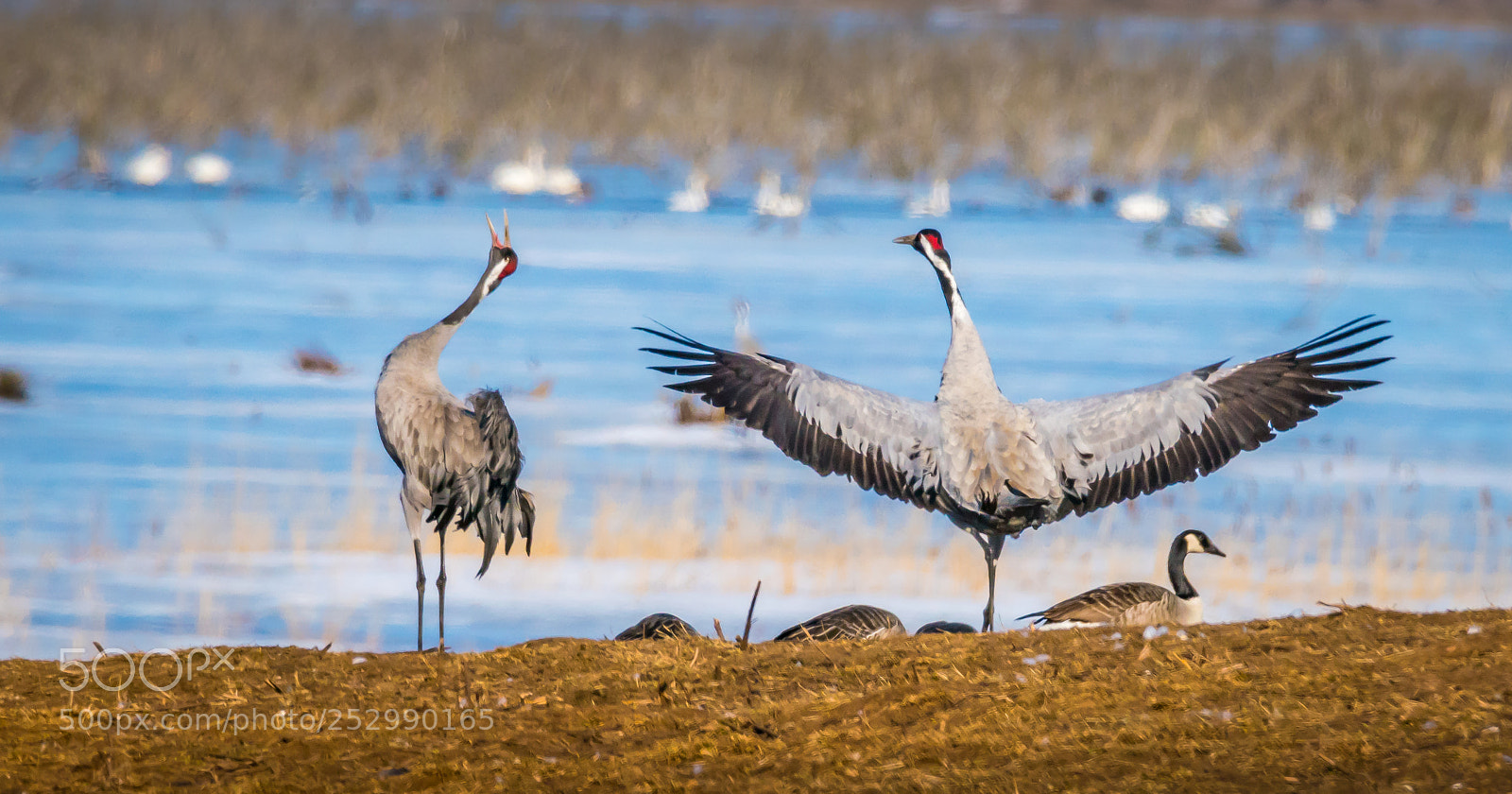 Sony a99 II sample photo. Cranes dancing at hornborgasj photography
