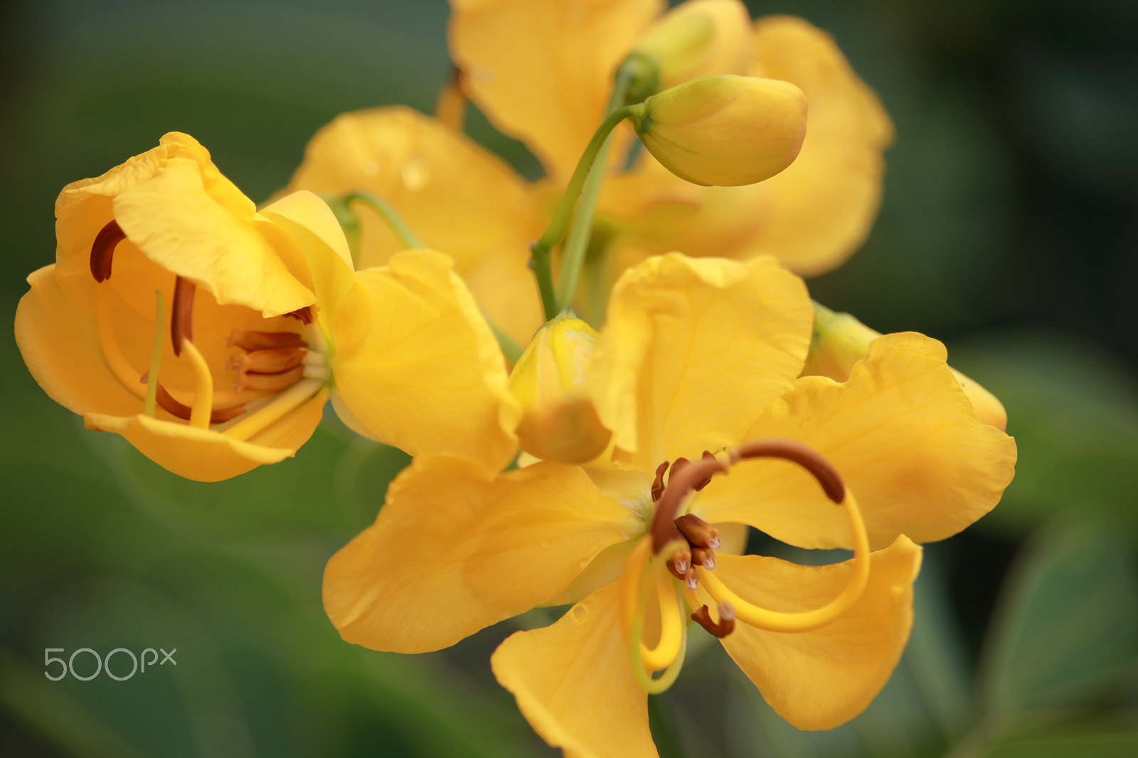 Canon EF-S 55-250mm F4-5.6 IS STM sample photo. Senna multijuga photography