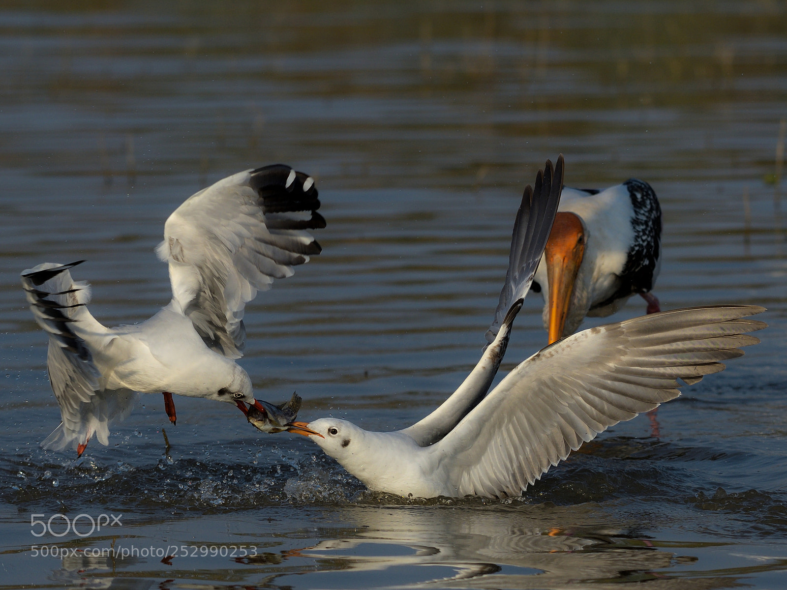 Nikon D500 sample photo. Squabble over food.... photography