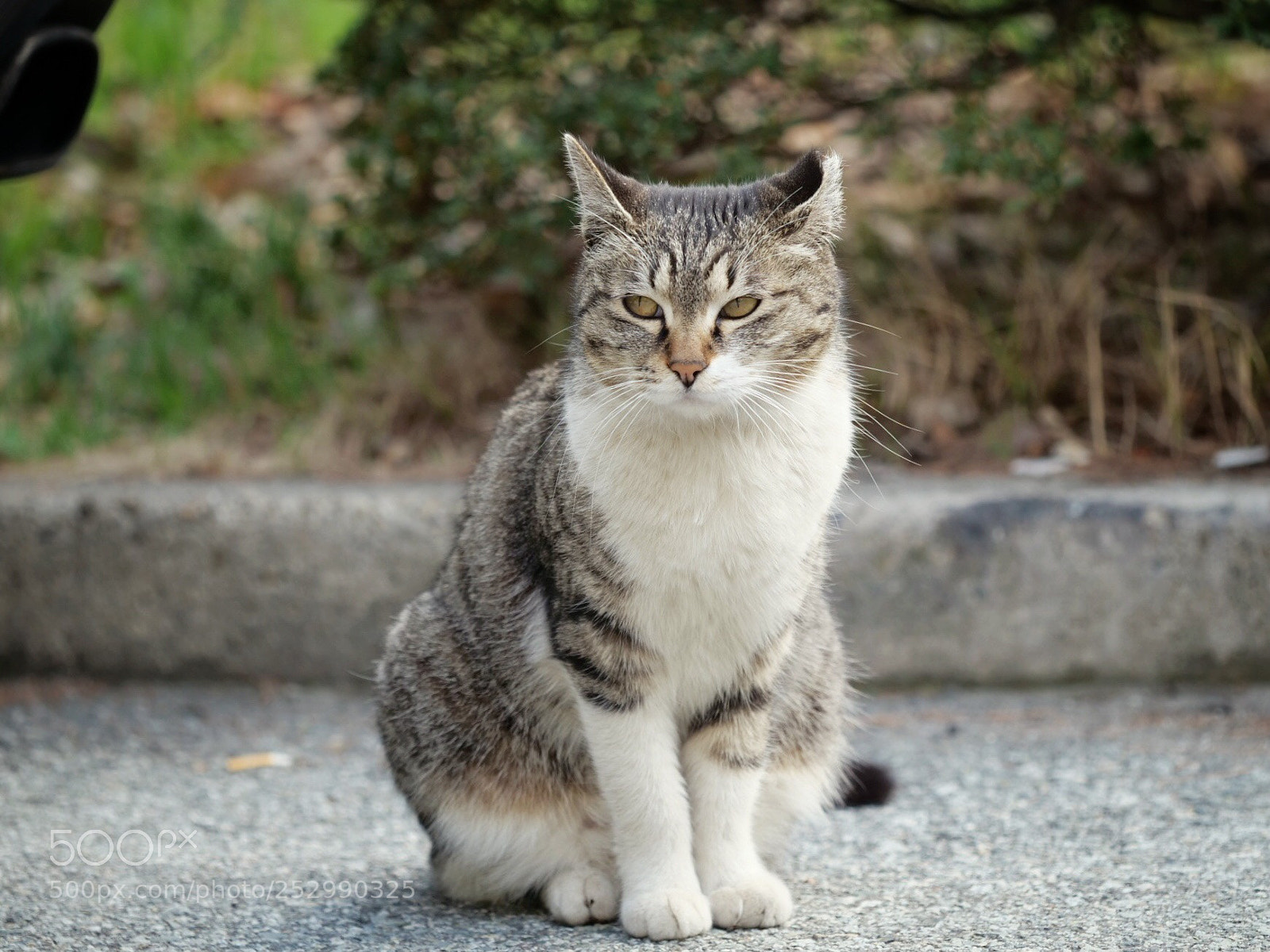 Panasonic Lumix DC-G9 sample photo. 옆을 흘겨보는 고양이 photography