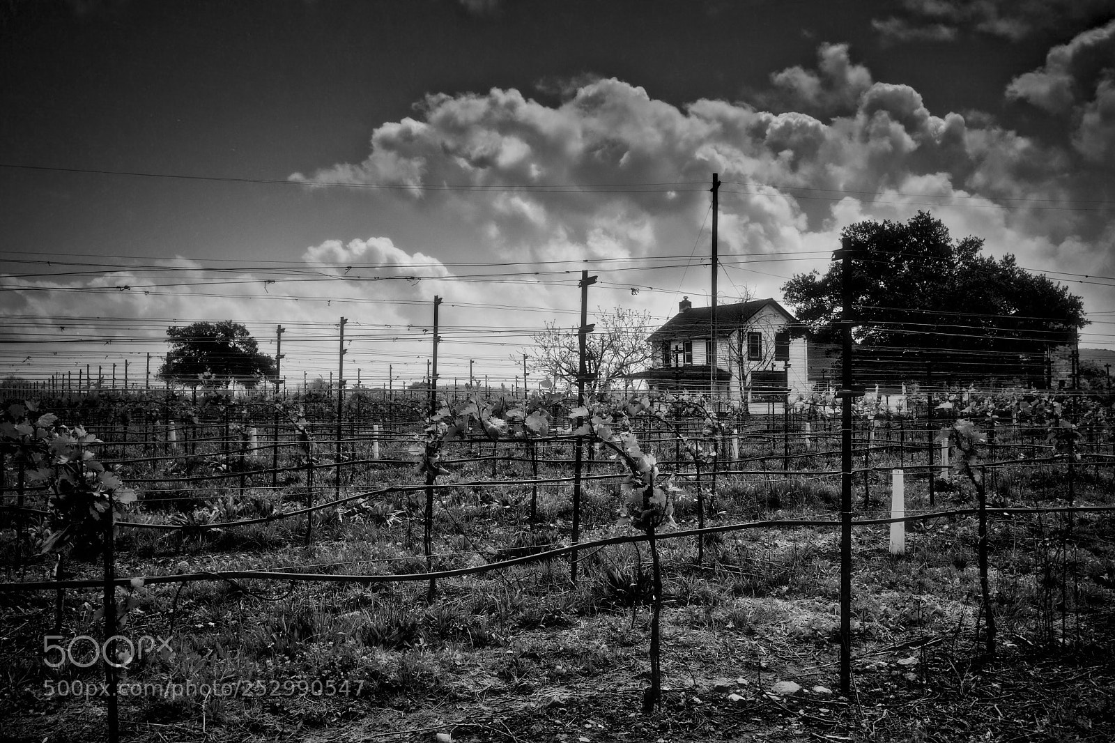 Fujifilm X-T2 sample photo. Lord, water the vines photography