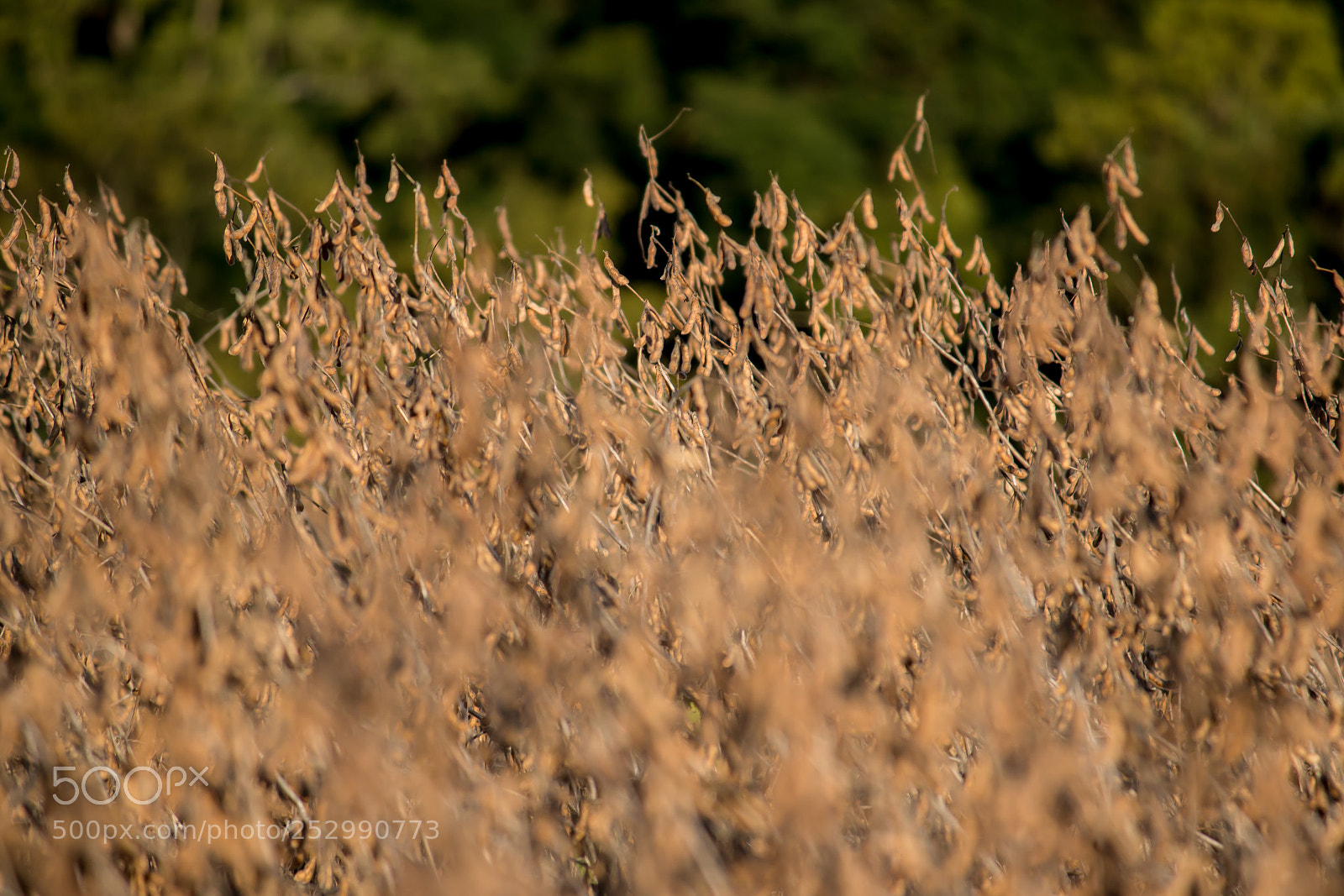 Canon EOS 70D sample photo. Soybean harvest photography