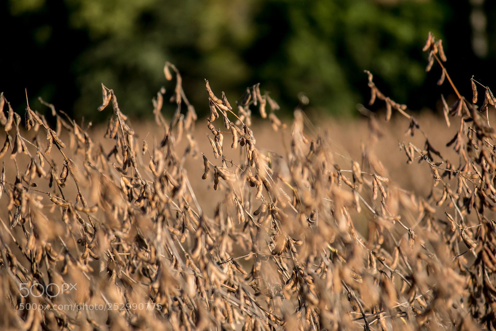 Canon EOS 70D sample photo. Soybean harvest photography