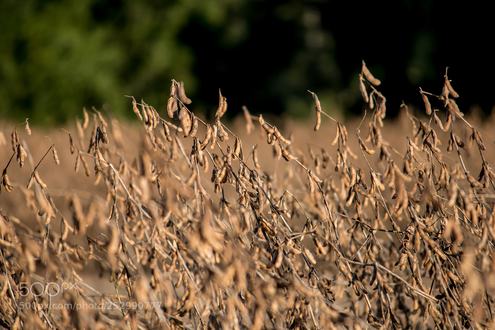 Canon EOS 70D sample photo. Soybean harvest photography