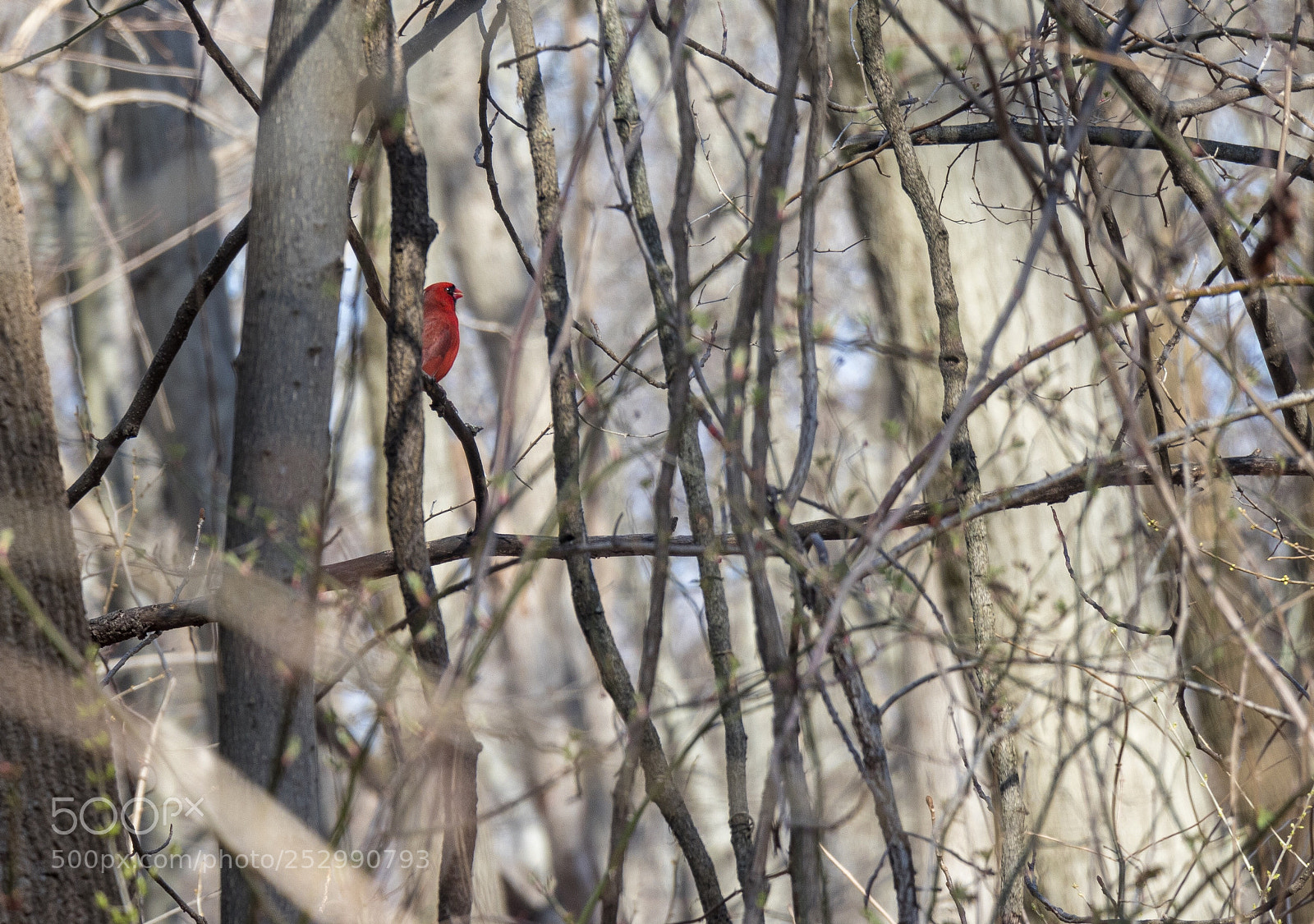 Canon EOS 80D sample photo. Cardinal photography