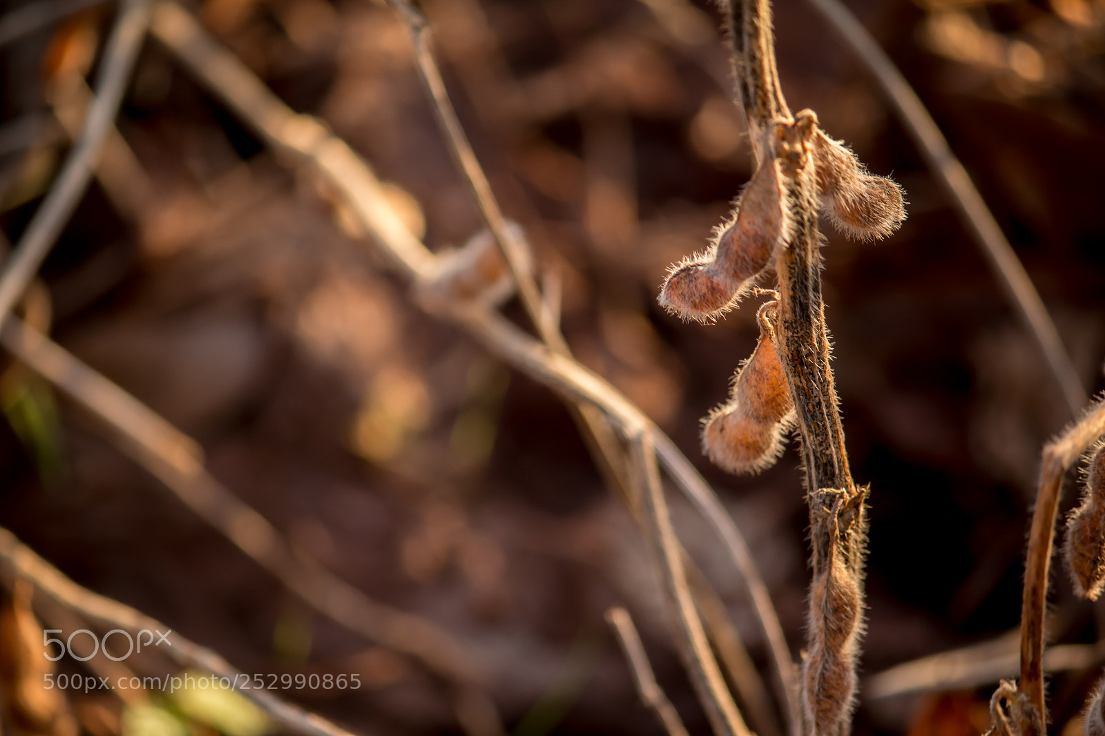 Canon EOS 70D sample photo. Soybean harvest photography