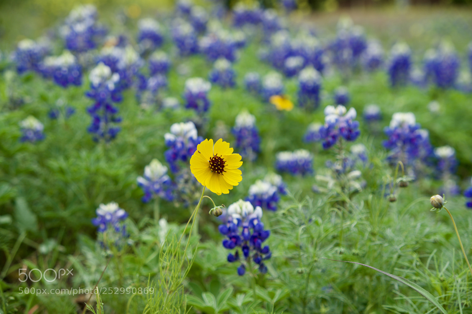Fujifilm X-T2 sample photo. Fullsizeoutput c photography