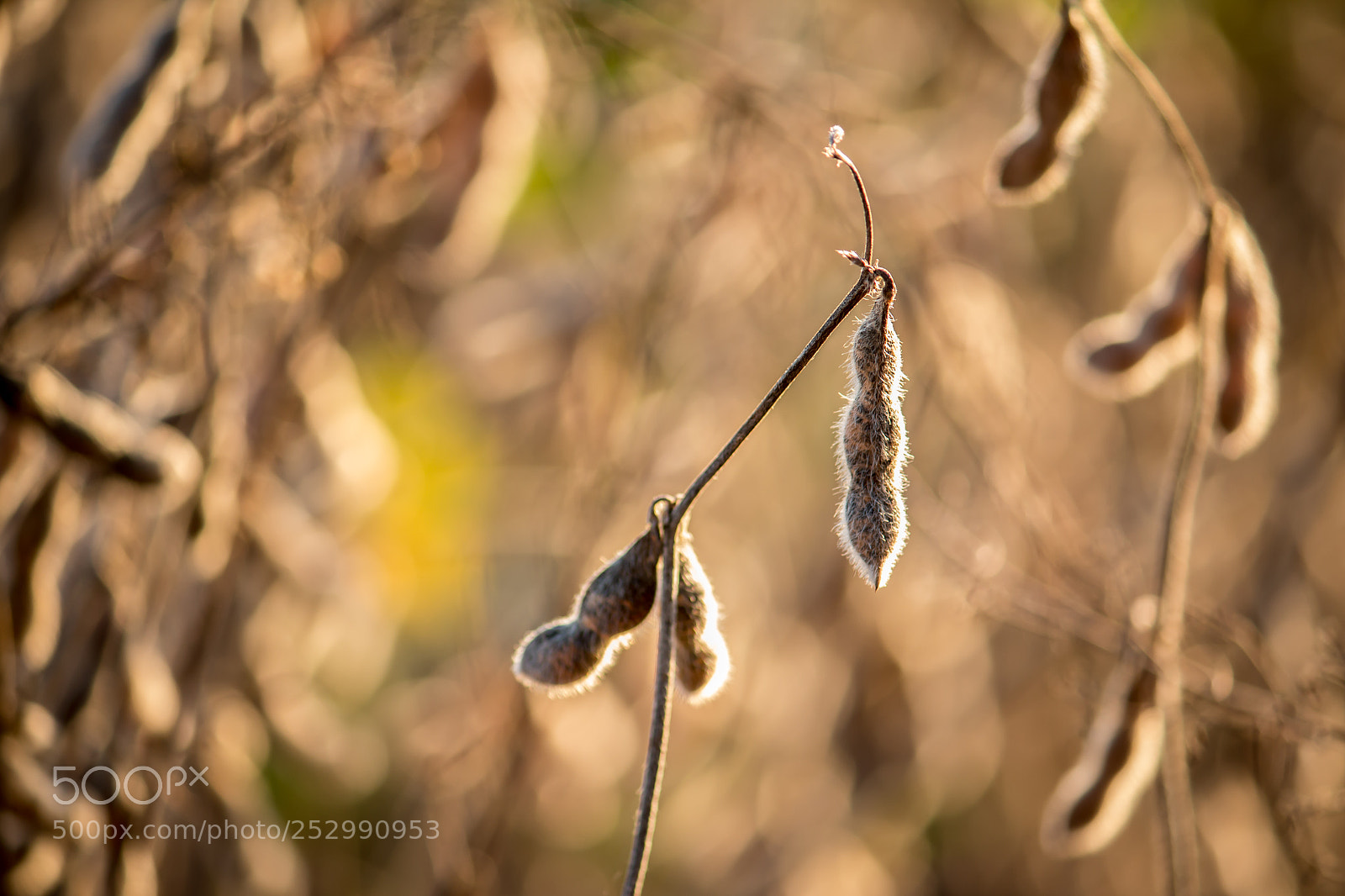 Canon EOS 70D sample photo. Soybean harvest photography