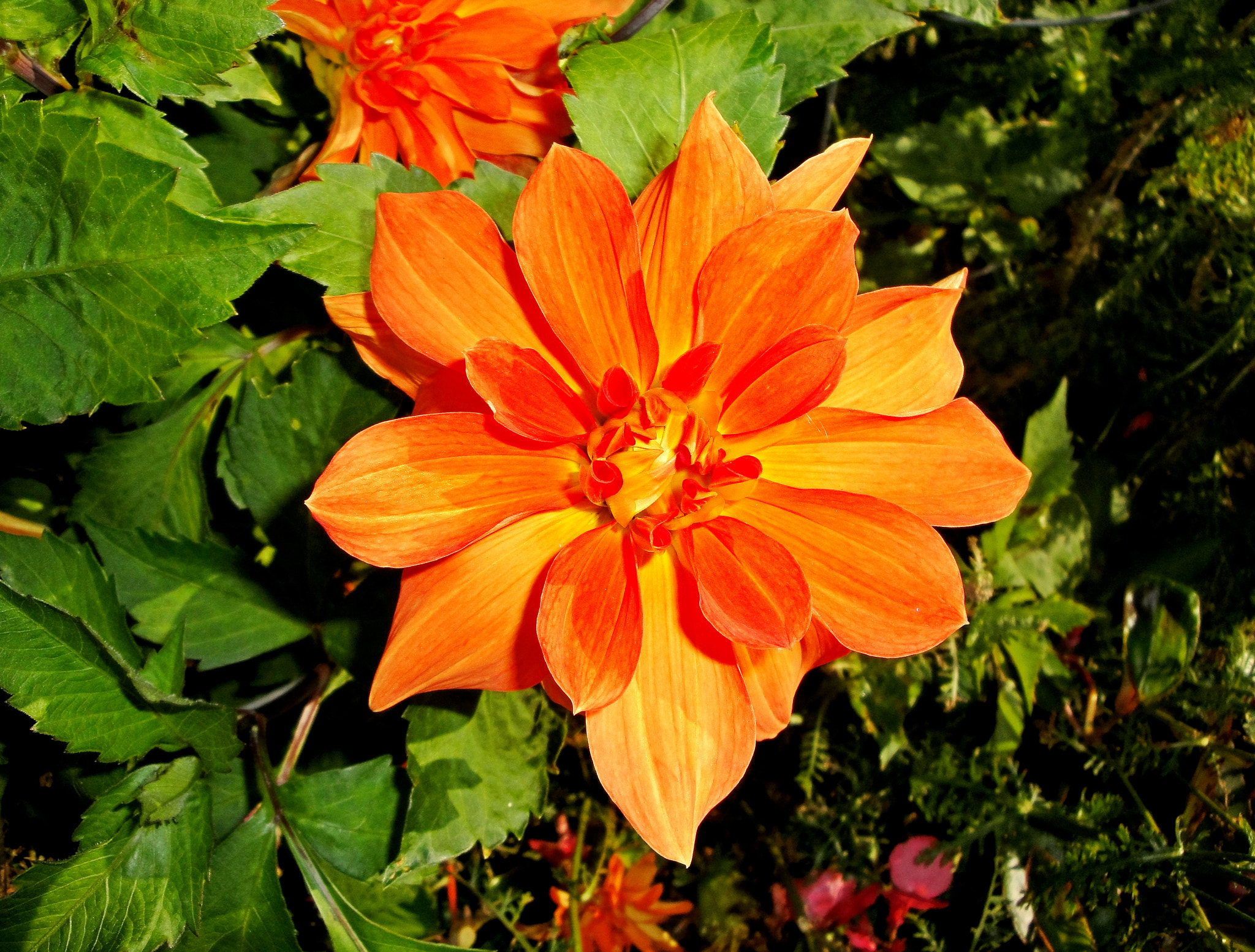 Sony Cyber-shot DSC-W290 sample photo. Anchorage garden study 3 photography