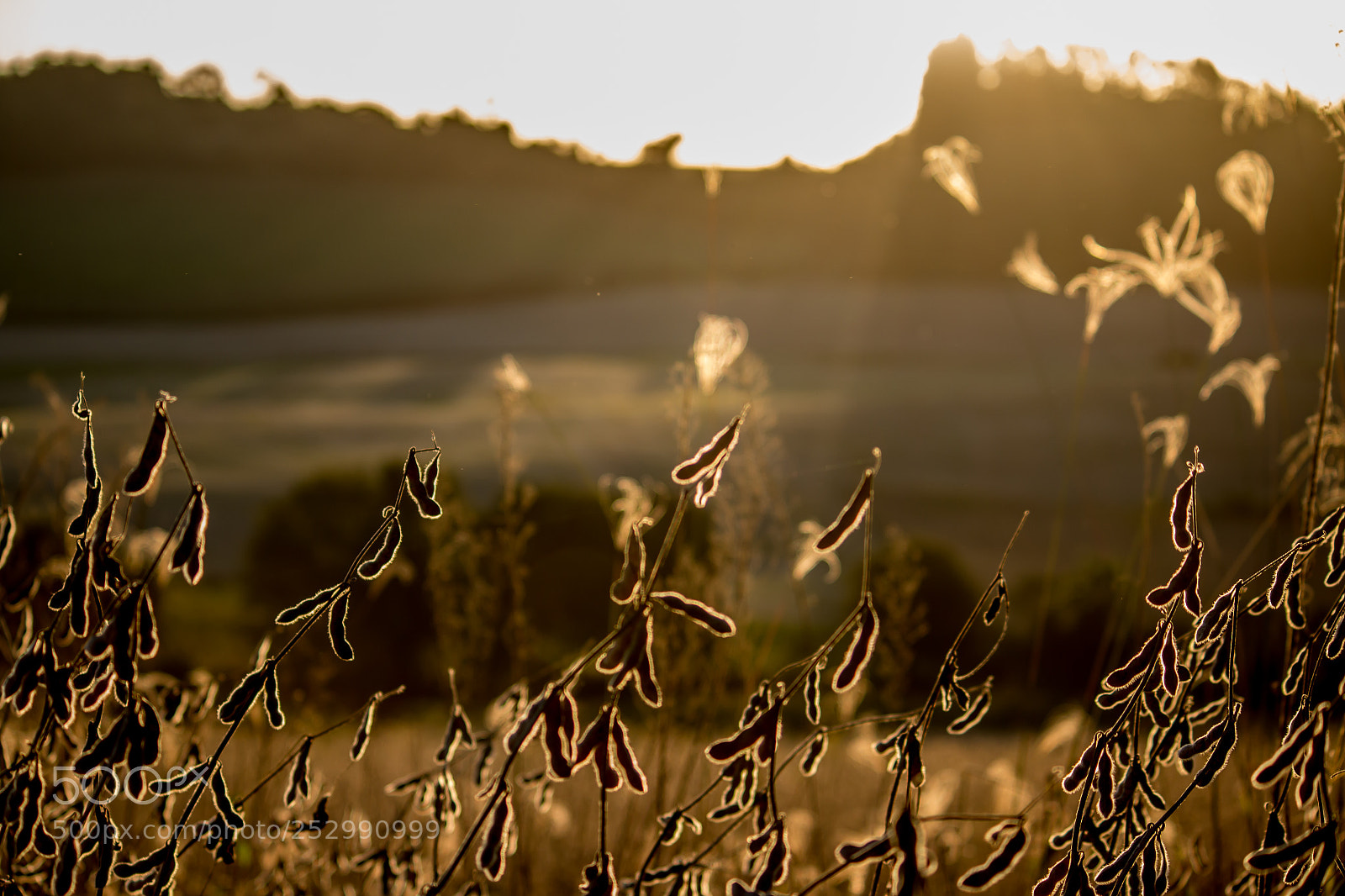 Canon EOS 70D sample photo. Soybean harvest photography