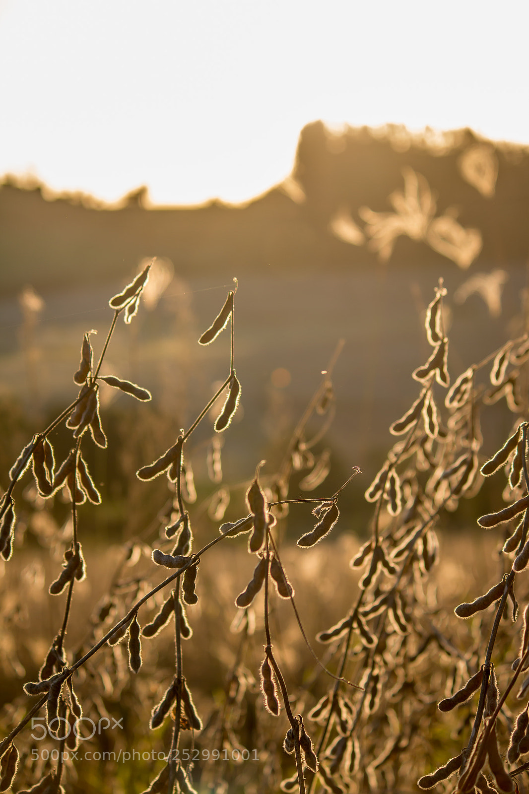 Canon EOS 70D sample photo. Soybean harvest photography