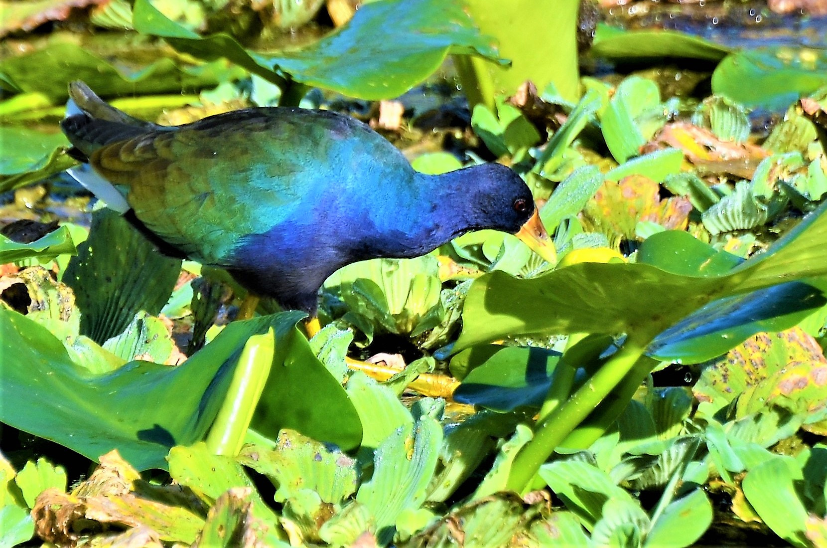 Nikon D5100 sample photo. Purple gallinule, orlando wetlands, christmas, fl photography