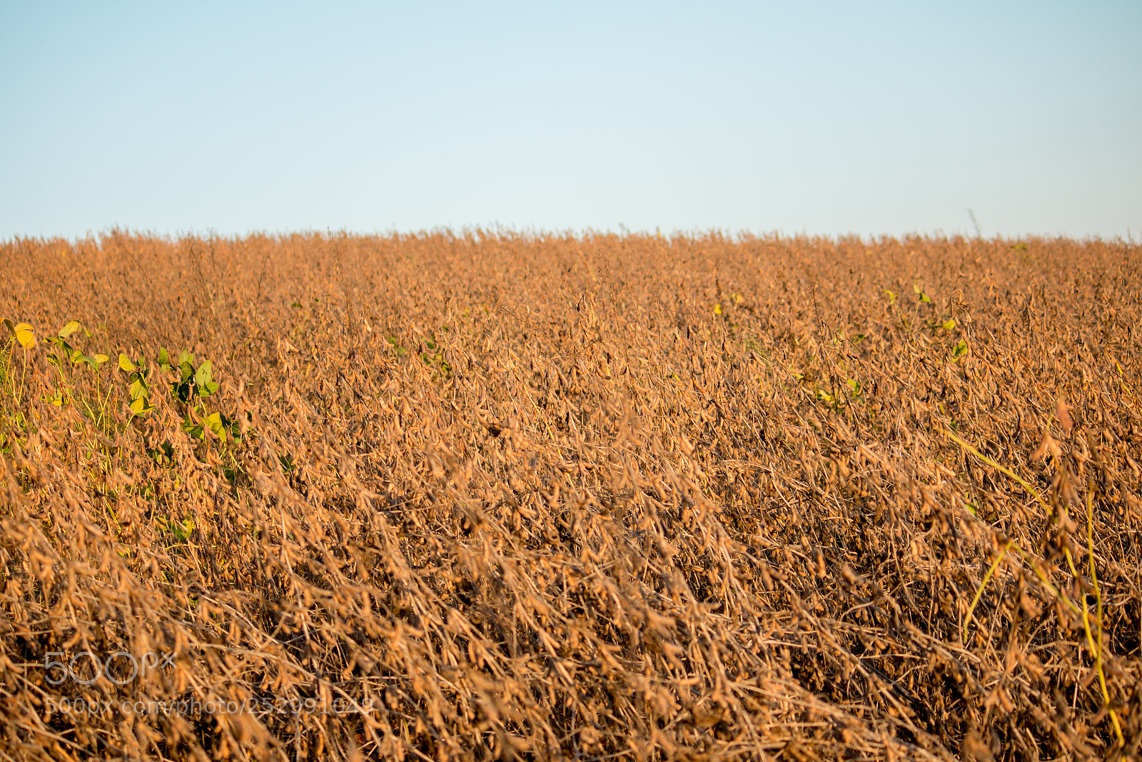 Canon EOS 70D sample photo. Soybean harvest photography