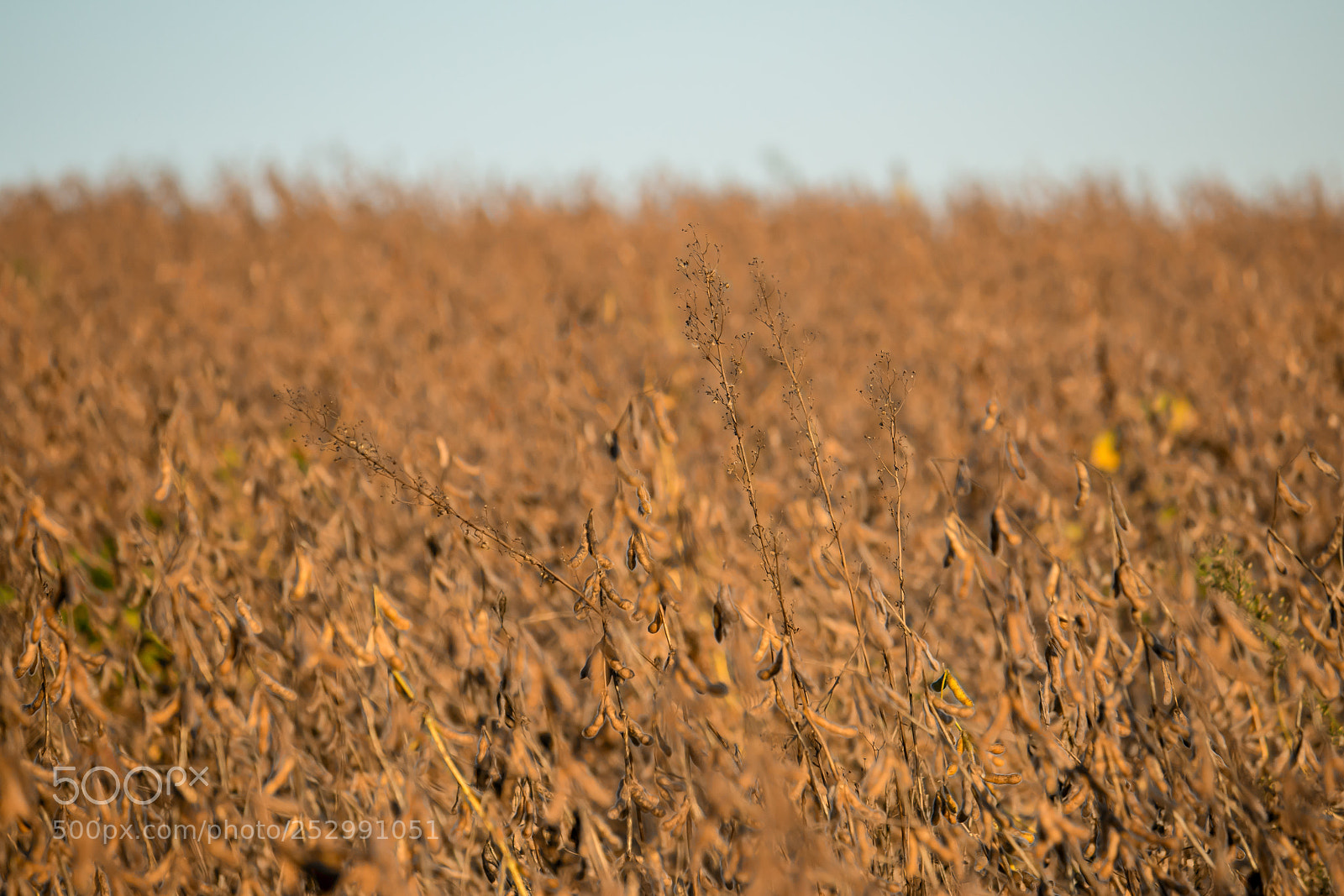 Canon EOS 70D sample photo. Soybean harvest photography