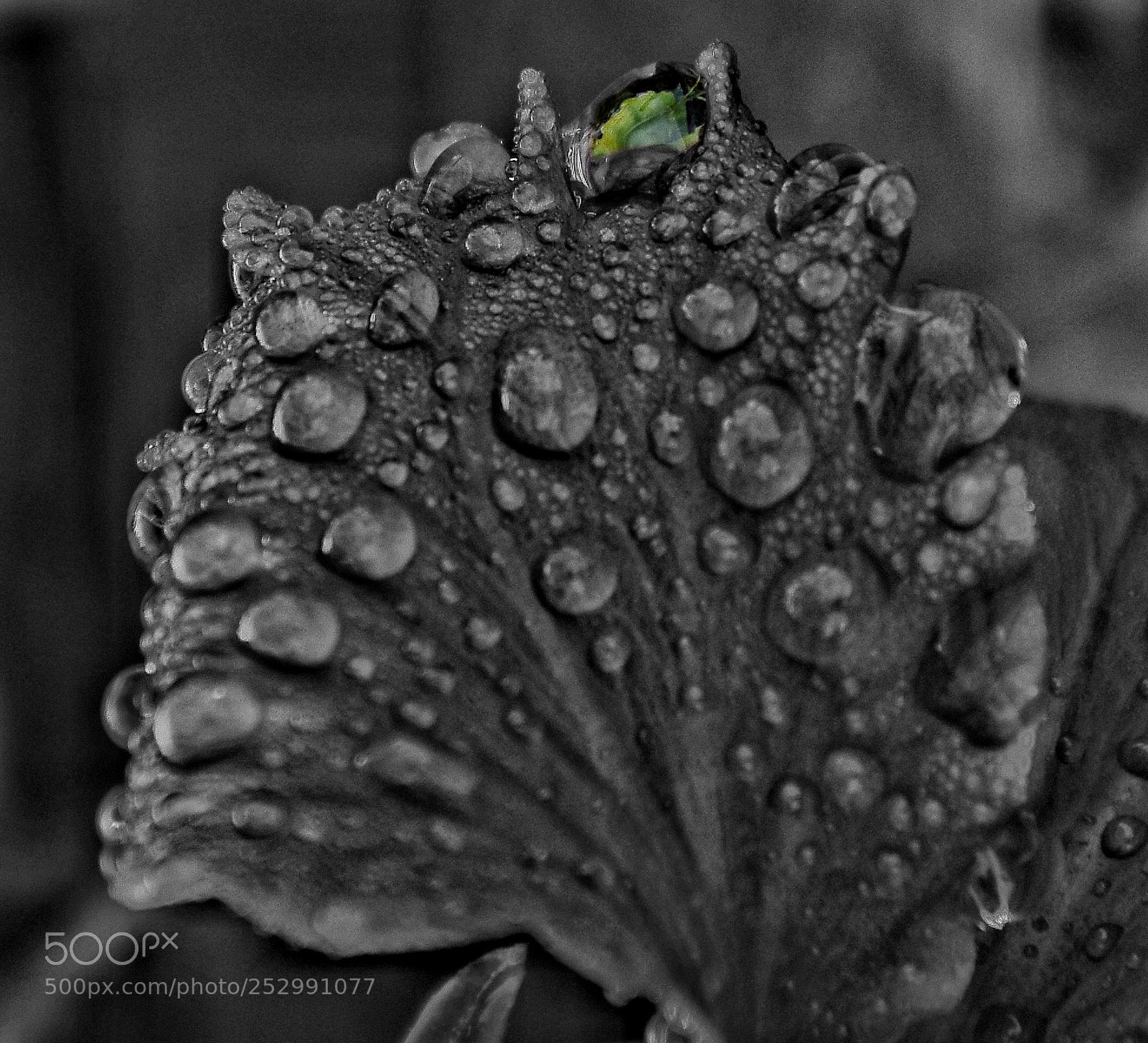 Nikon D7200 sample photo. Droplets on a hibiscus photography