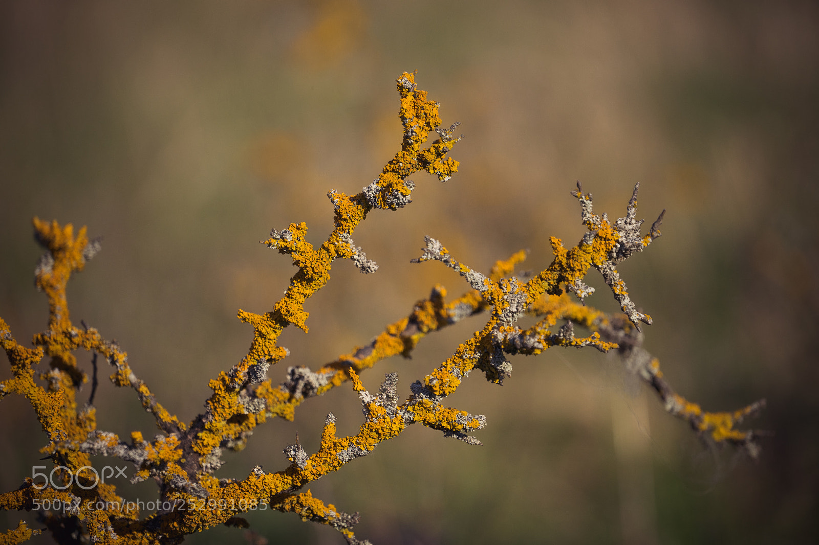 Sony a7 sample photo. Natural wooden stalactites photography