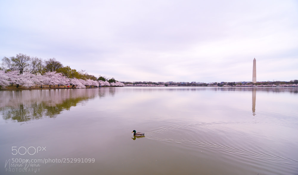 Nikon Df sample photo. Silence photography