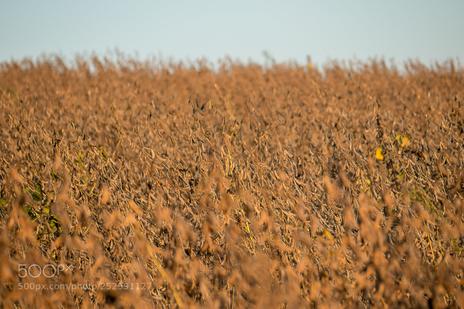 Canon EOS 70D sample photo. Soybean harvest photography
